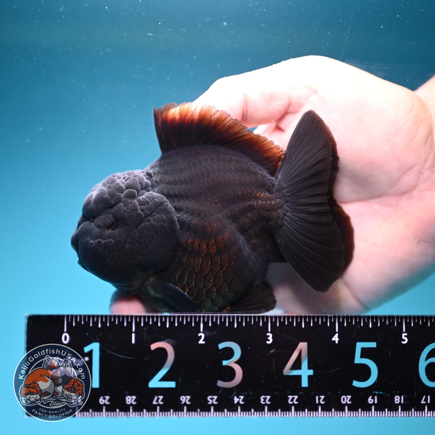 AAA Grade Shogun Jet Black Oranda 3.5 inch Body (260828_OR13)