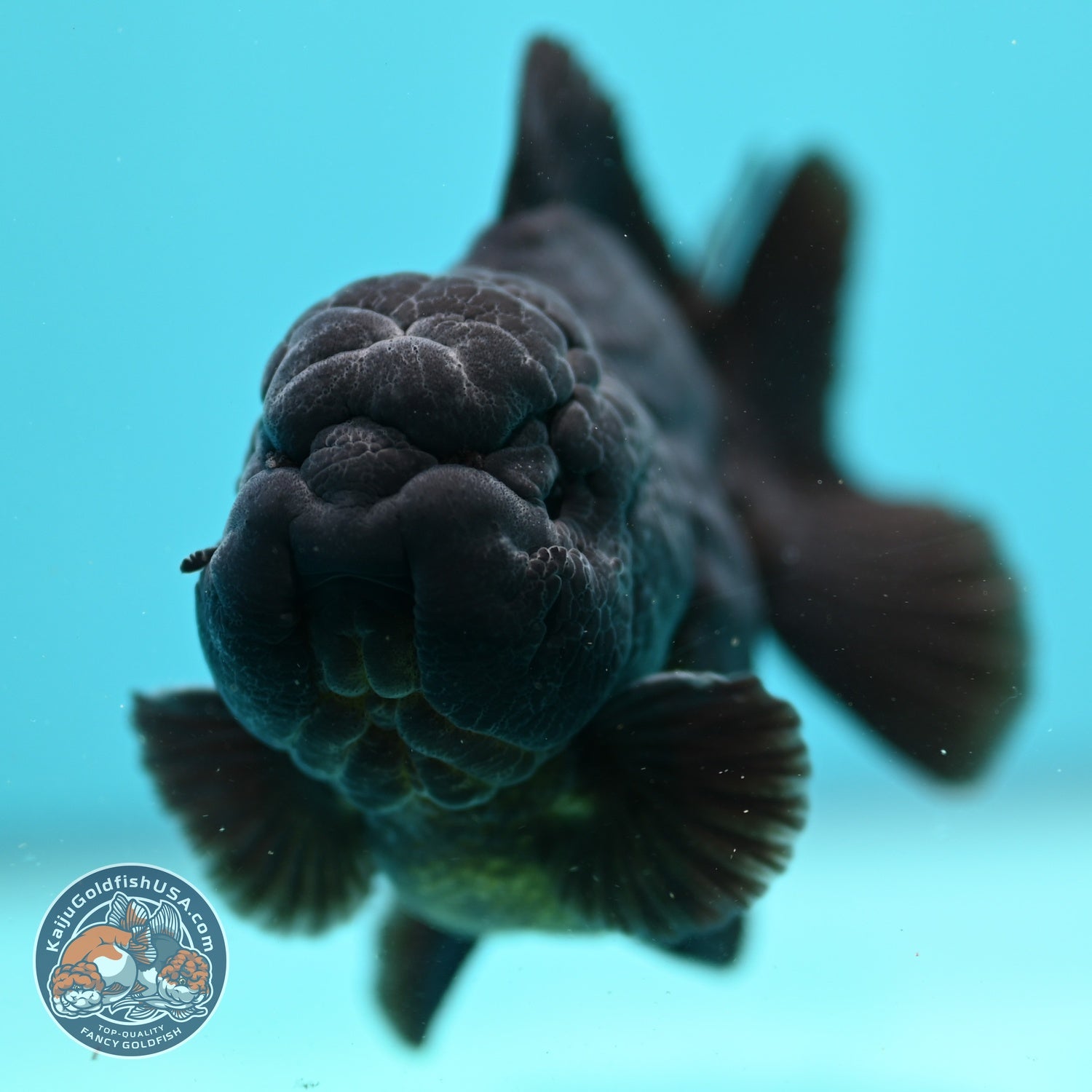 AAA Grade Shogun Jet Black Oranda 3.5 inch Body (260828_OR13)