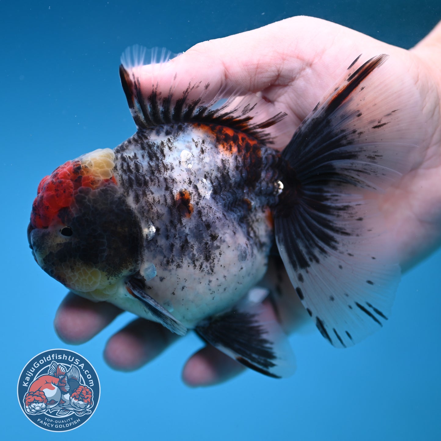 AAA Grade Shogun Rosetail Calico Oranda inch Body (251205_OR13)