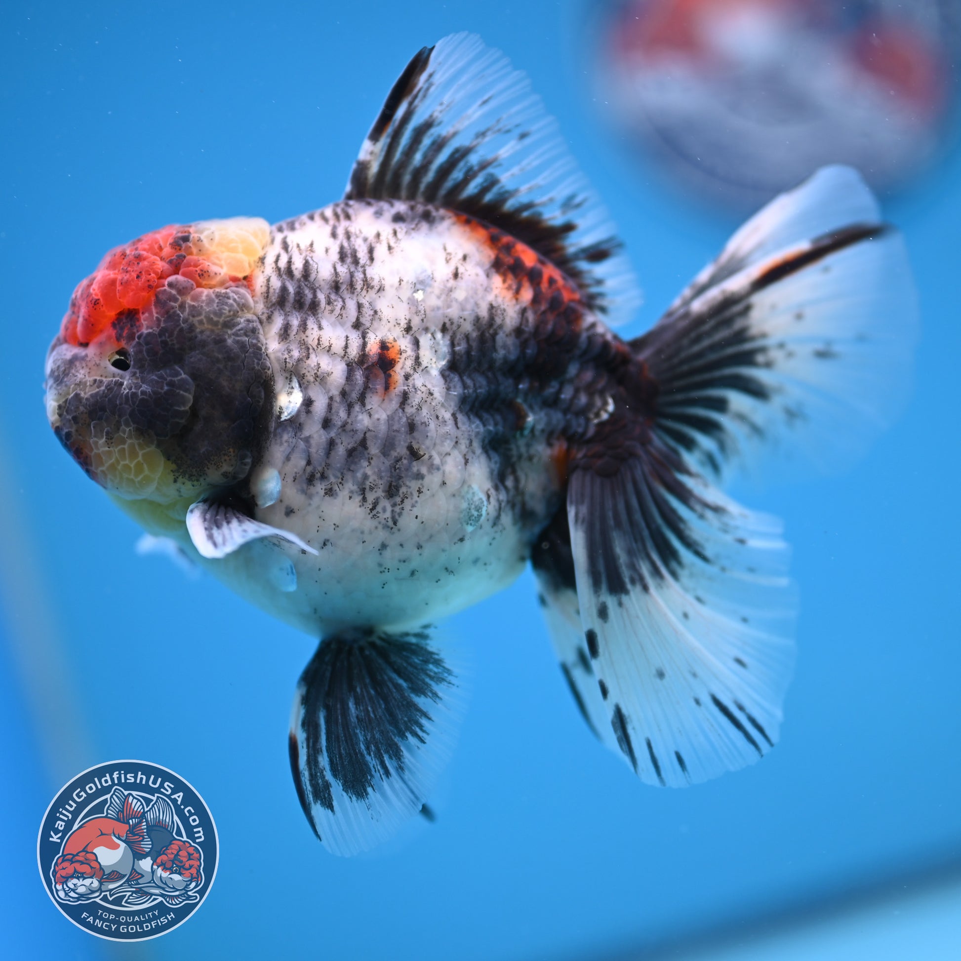 AAA Grade Shogun Rosetail Calico Oranda inch Body (251205_OR13)