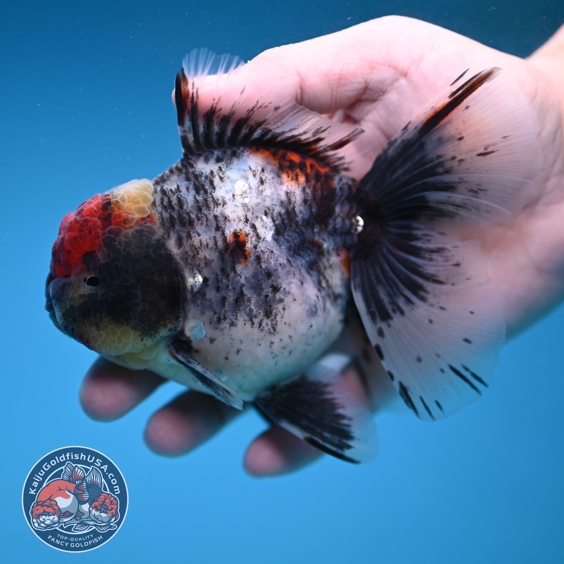 AAA Grade Shogun Rosetail Calico Oranda inch Body (251205_OR13)