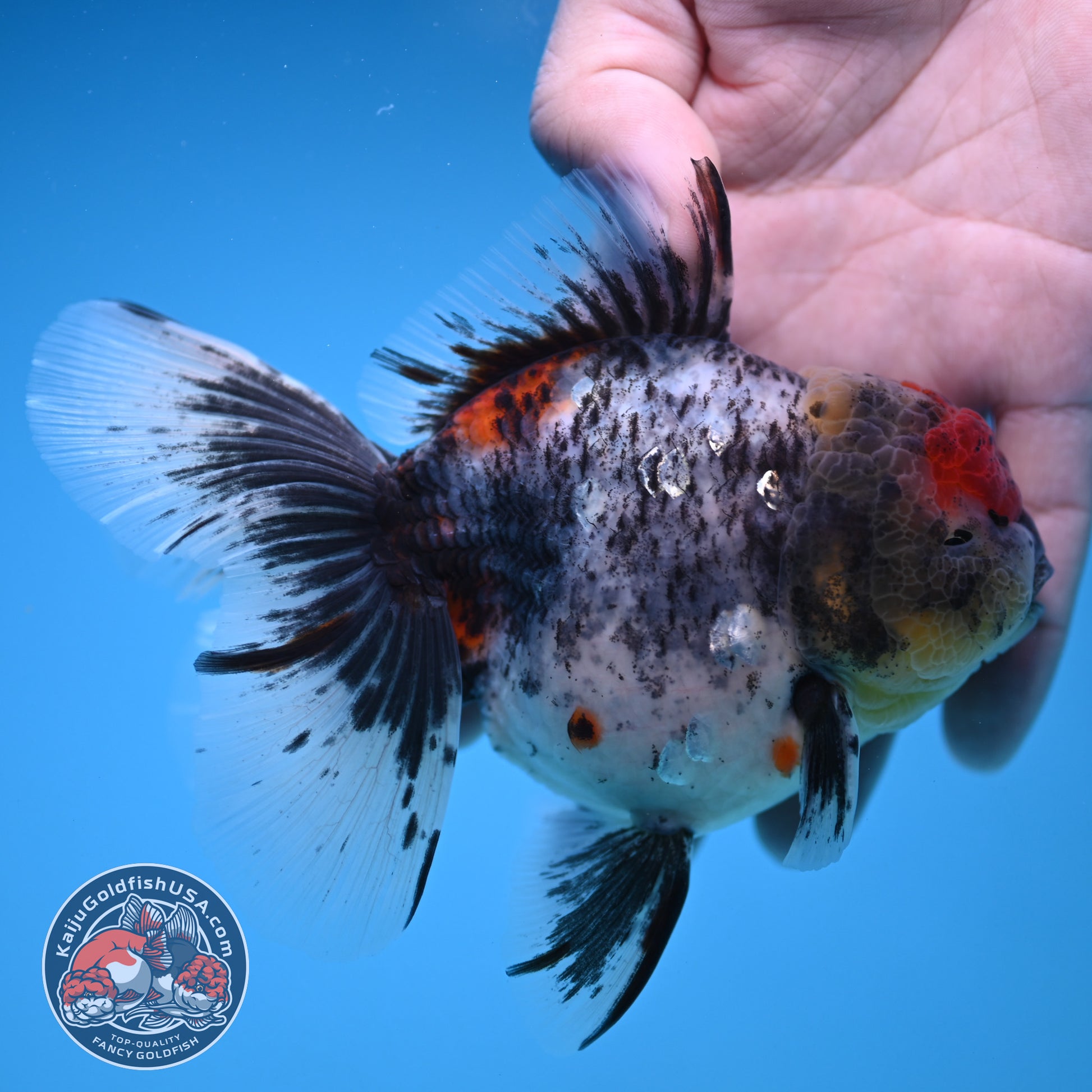 AAA Grade Shogun Rosetail Calico Oranda inch Body (251205_OR13)