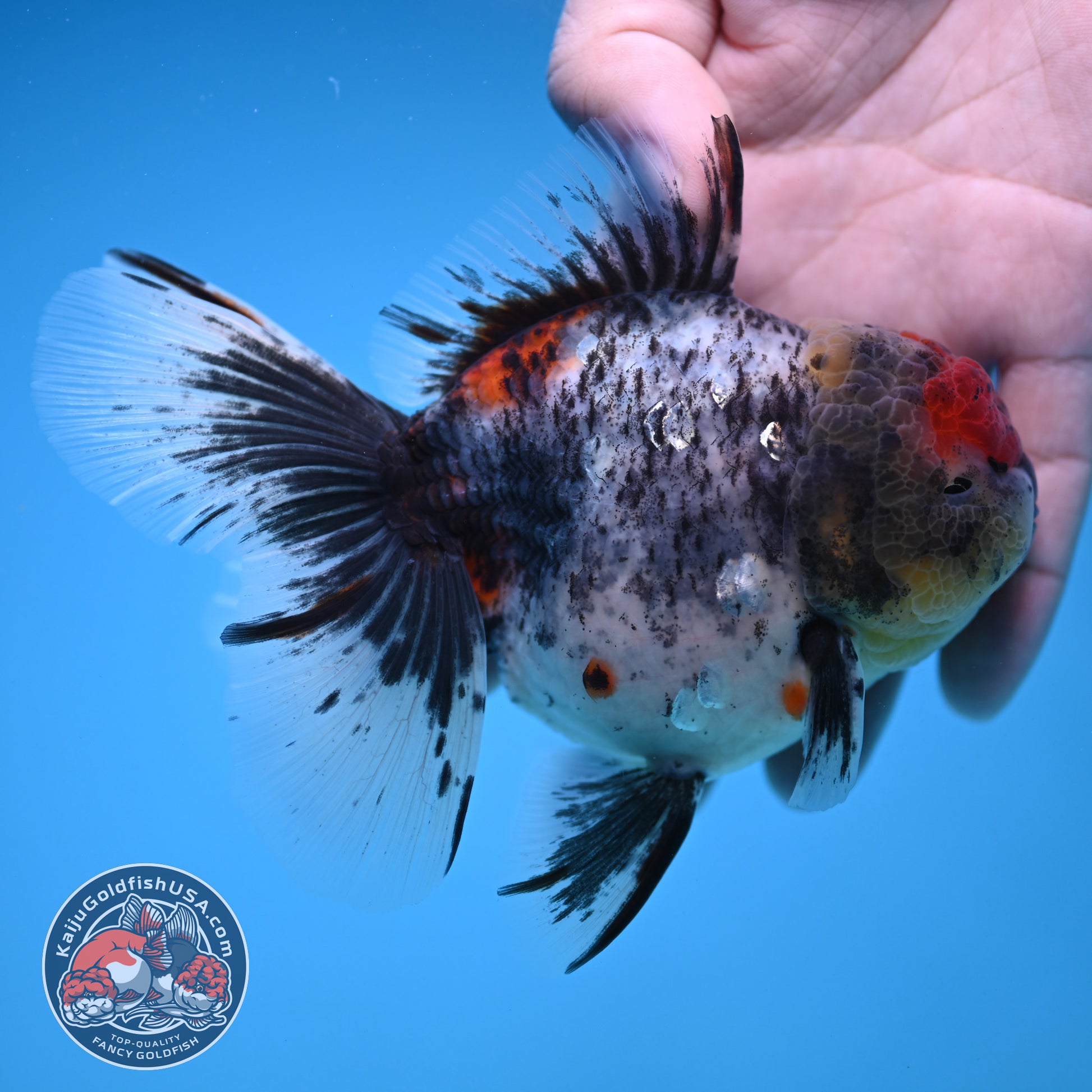 AAA Grade Shogun Rosetail Calico Oranda inch Body (251205_OR13)