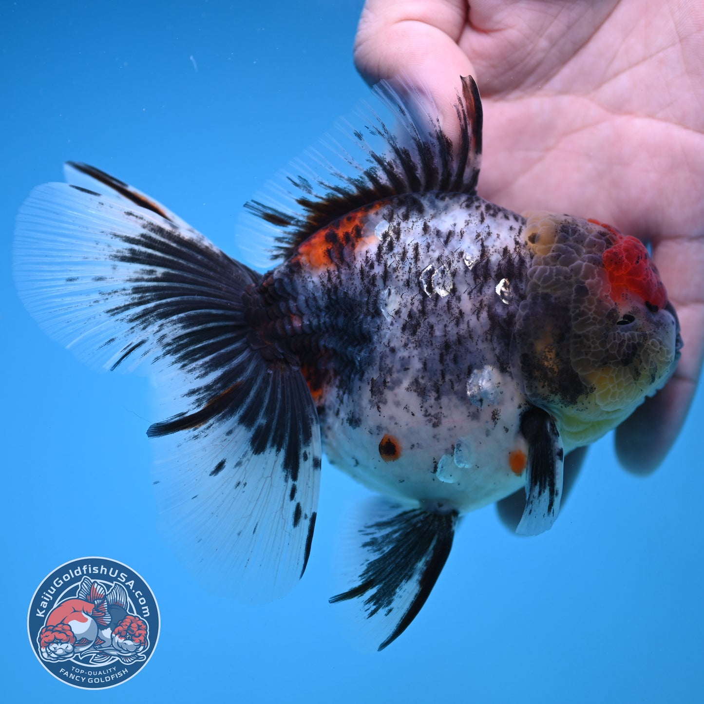 AAA Grade Shogun Rosetail Calico Oranda inch Body (251205_OR13)