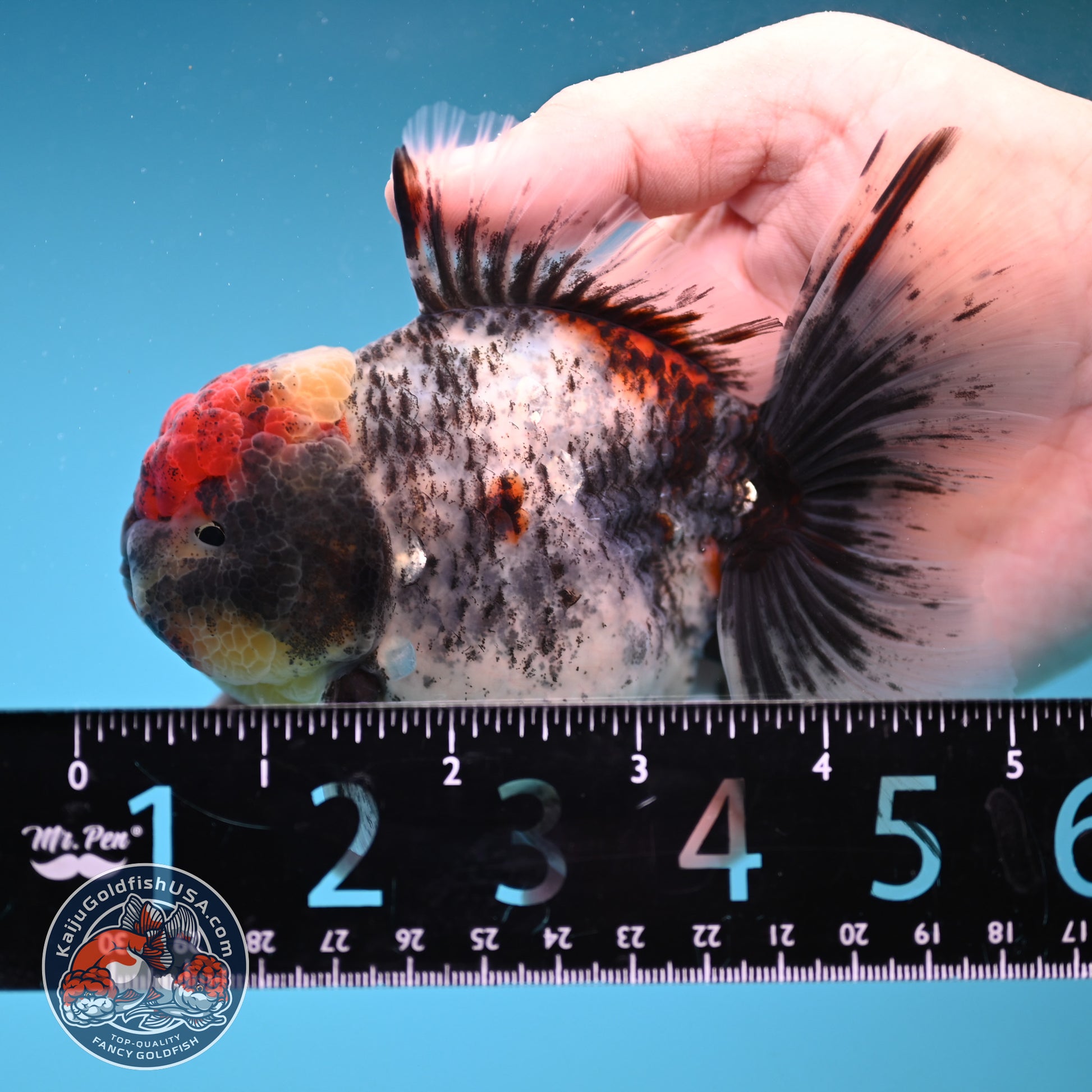 AAA Grade Shogun Rosetail Calico Oranda inch Body (251205_OR13)