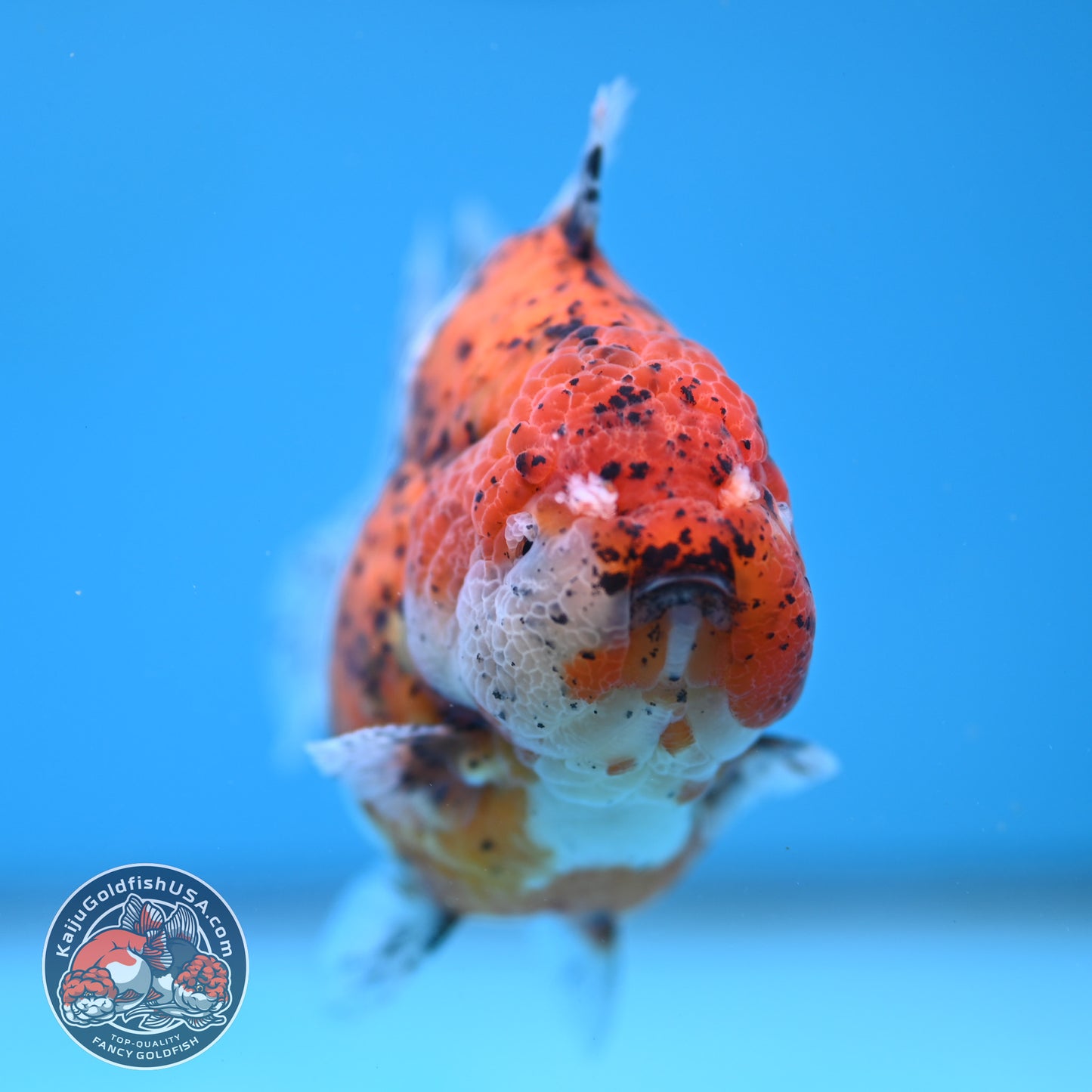 AAA Grade Shogun Tiger Oranda 4 inch Body (260123_OR12)