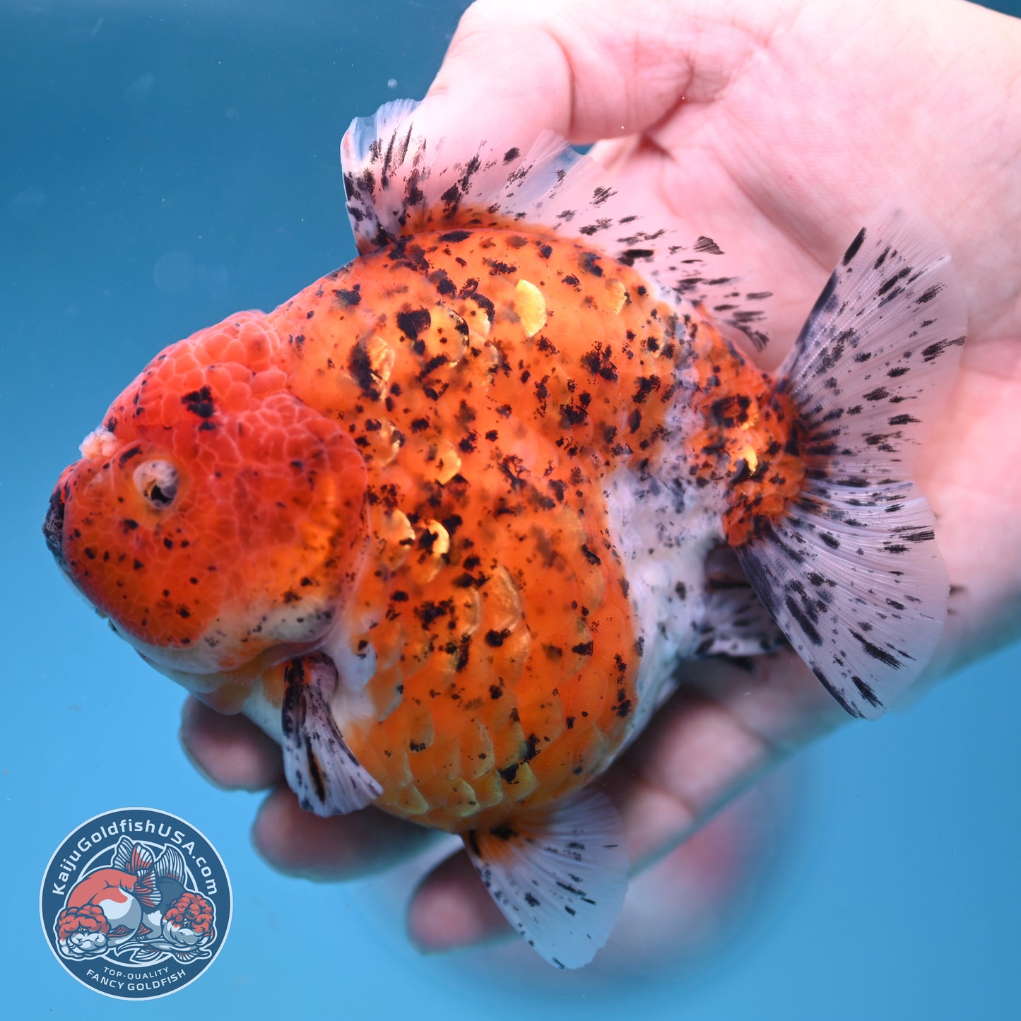 AAA Grade Shogun Tiger Oranda 4 inch Body (260123_OR12)