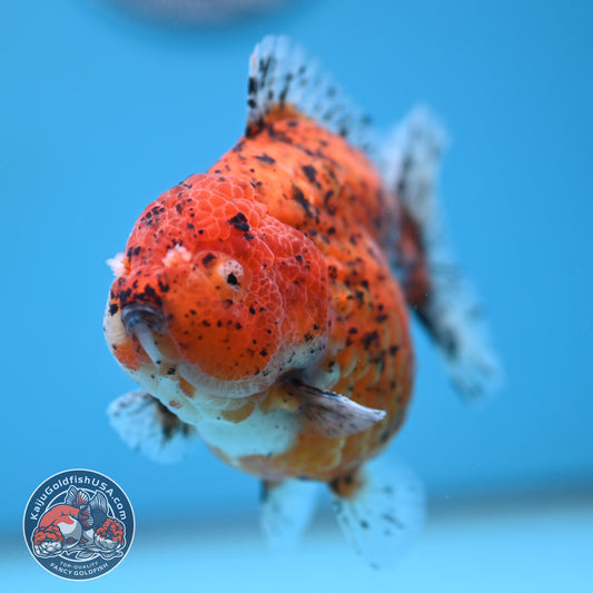 AAA Grade Shogun Tiger Oranda 4 inch Body (260123_OR12)
