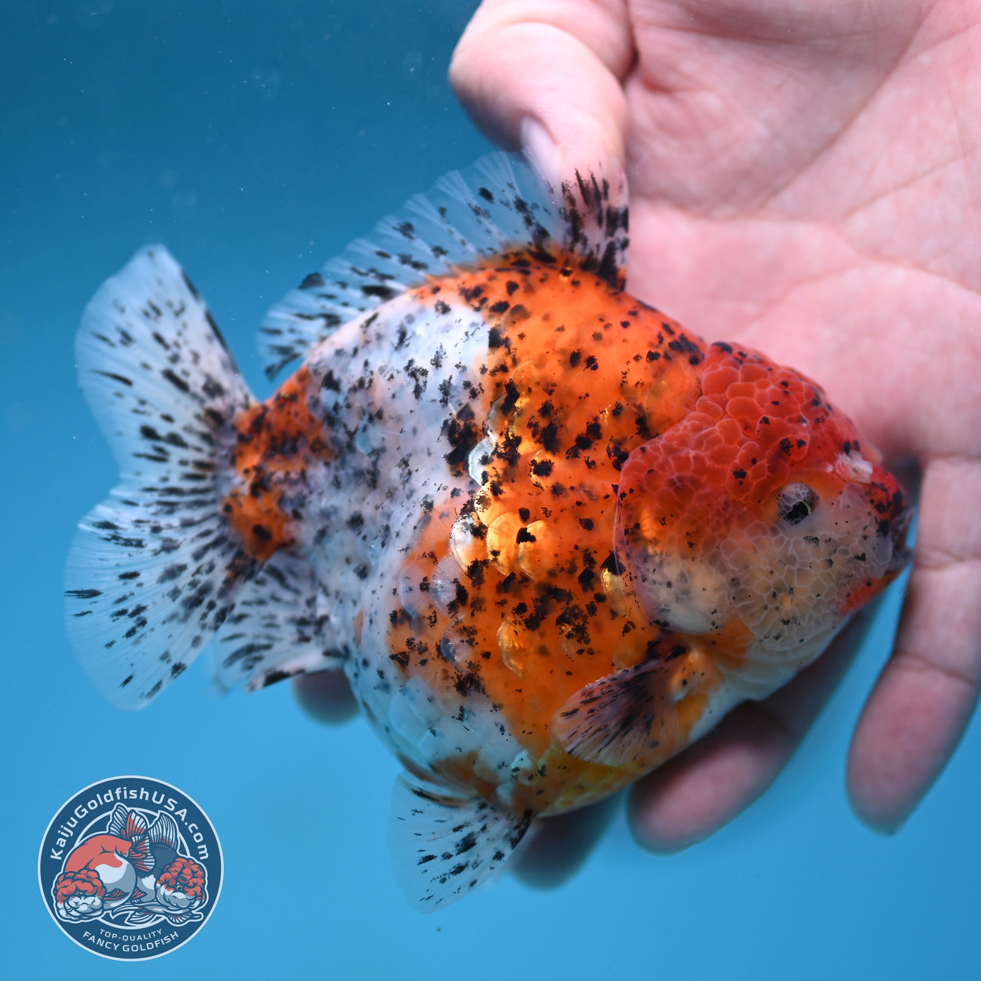 AAA Grade Shogun Tiger Oranda 4 inch Body (260123_OR12)