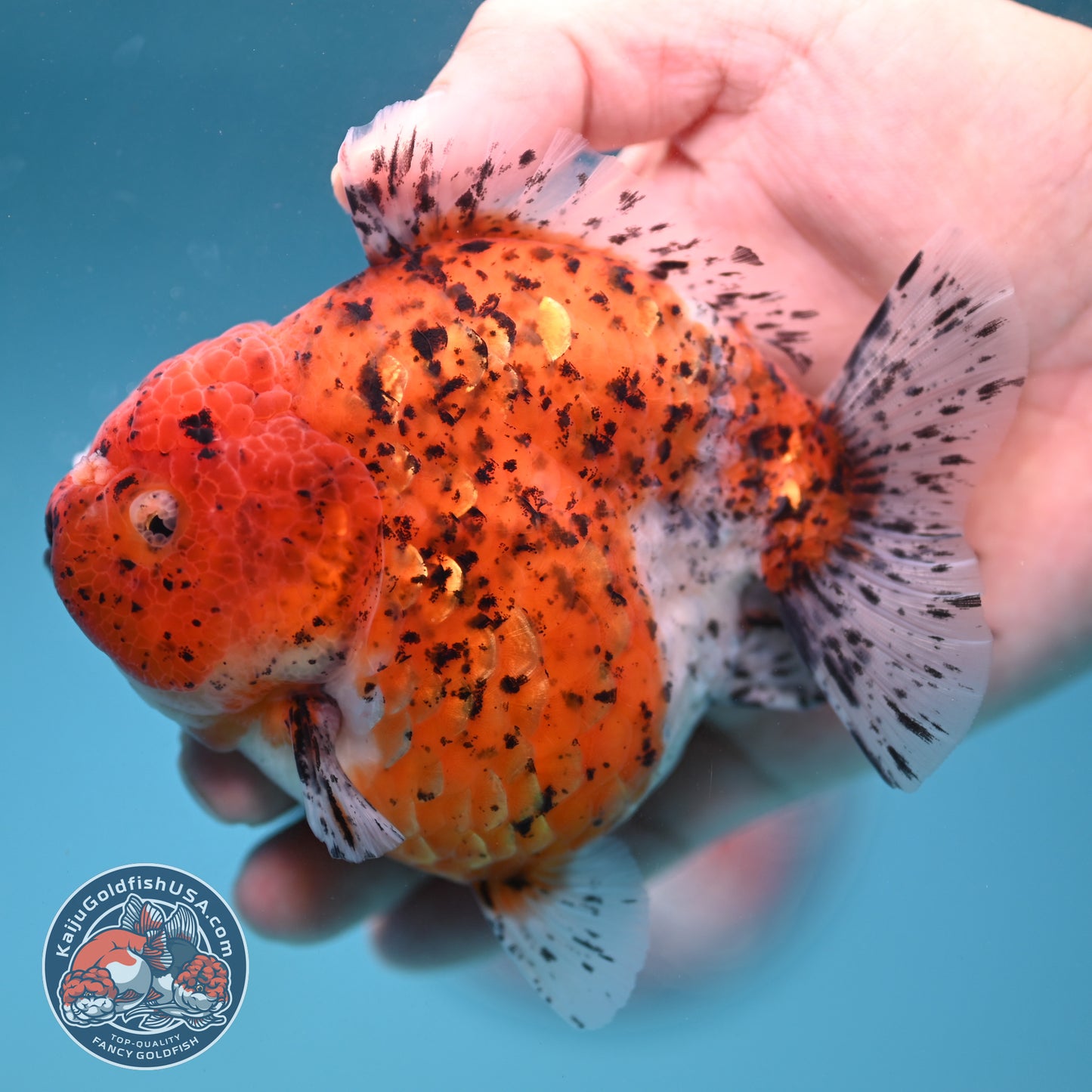 AAA Grade Shogun Tiger Oranda 4 inch Body (260123_OR12)