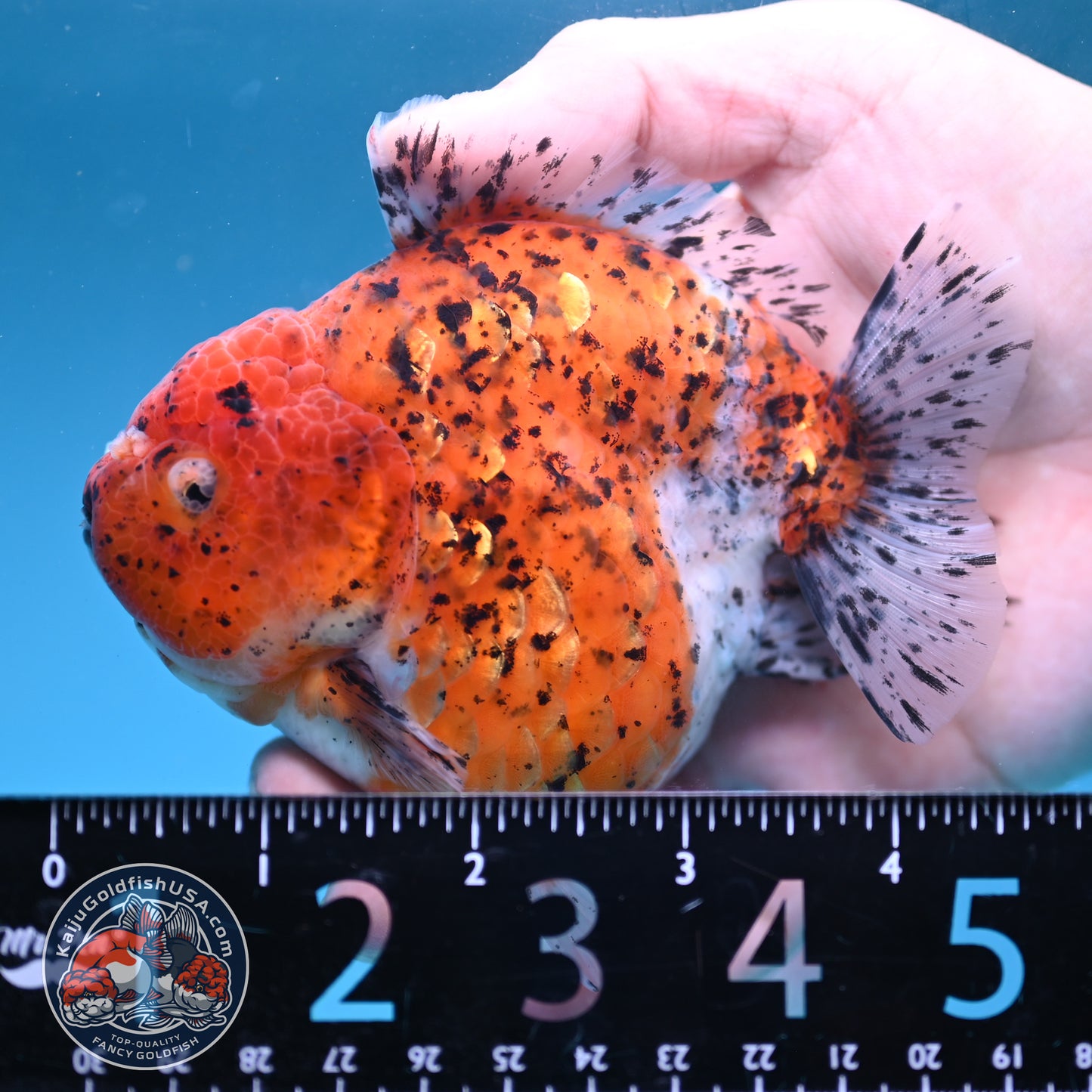 AAA Grade Shogun Tiger Oranda 4 inch Body (260123_OR12)