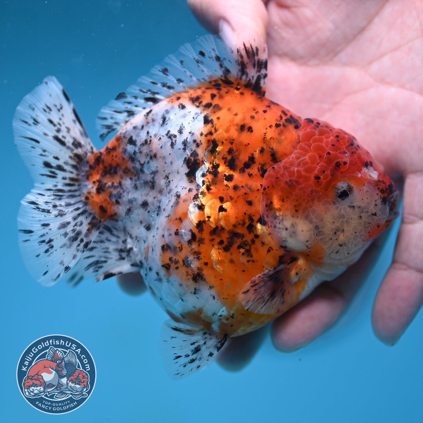 AAA Grade Shogun Tiger Oranda 4 inch Body (260123_OR12)