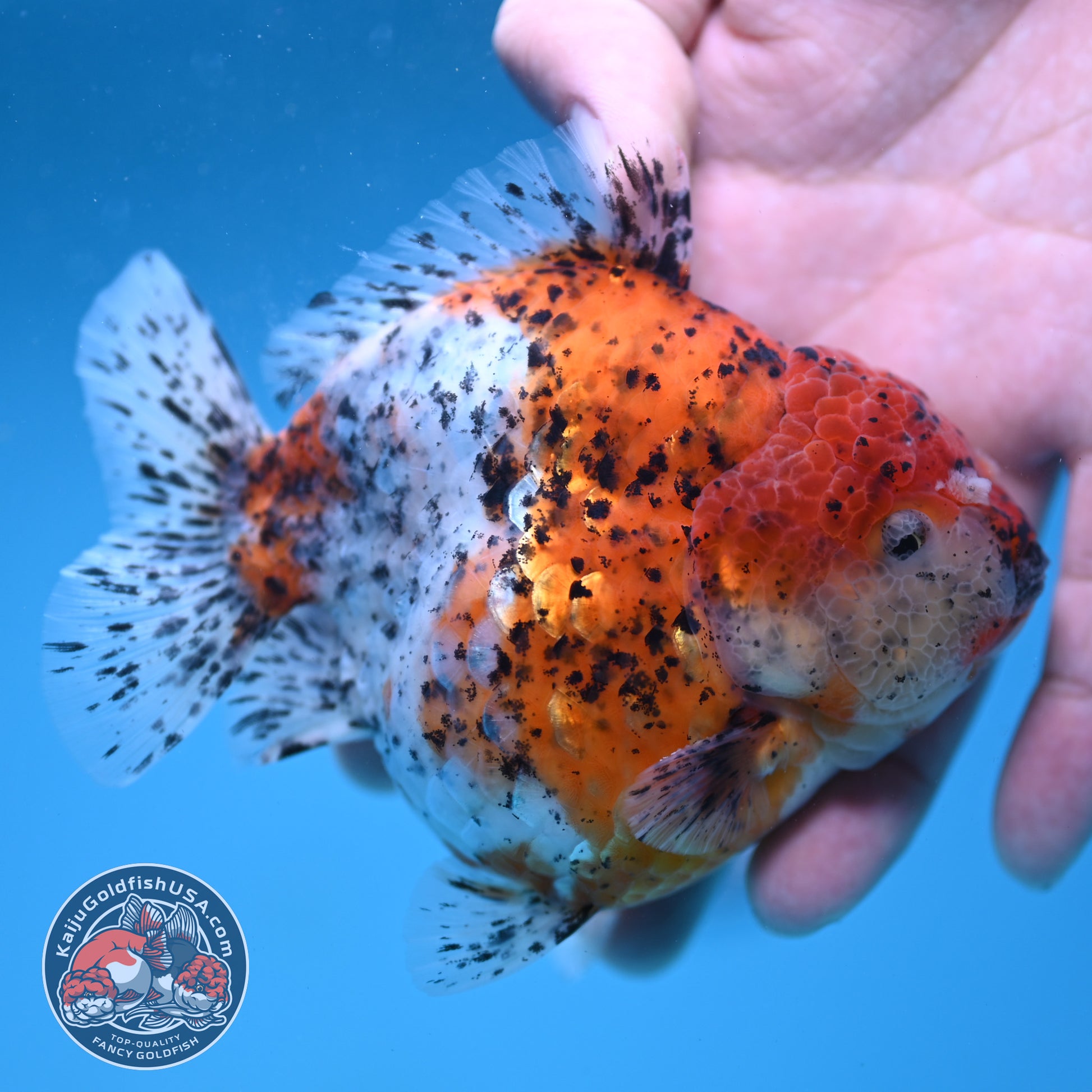 AAA Grade Shogun Tiger Oranda 4 inch Body (260123_OR12)