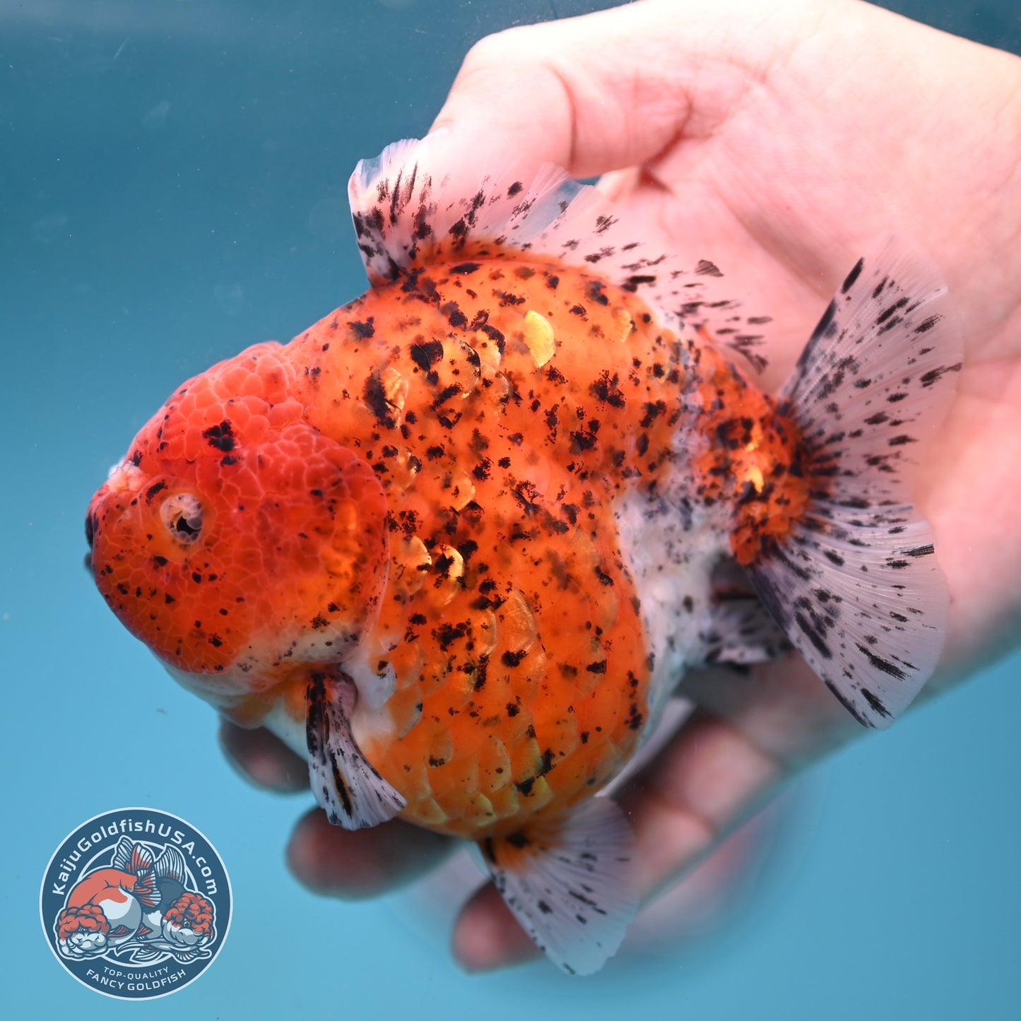 AAA Grade Shogun Tiger Oranda 4 inch Body (260123_OR12)