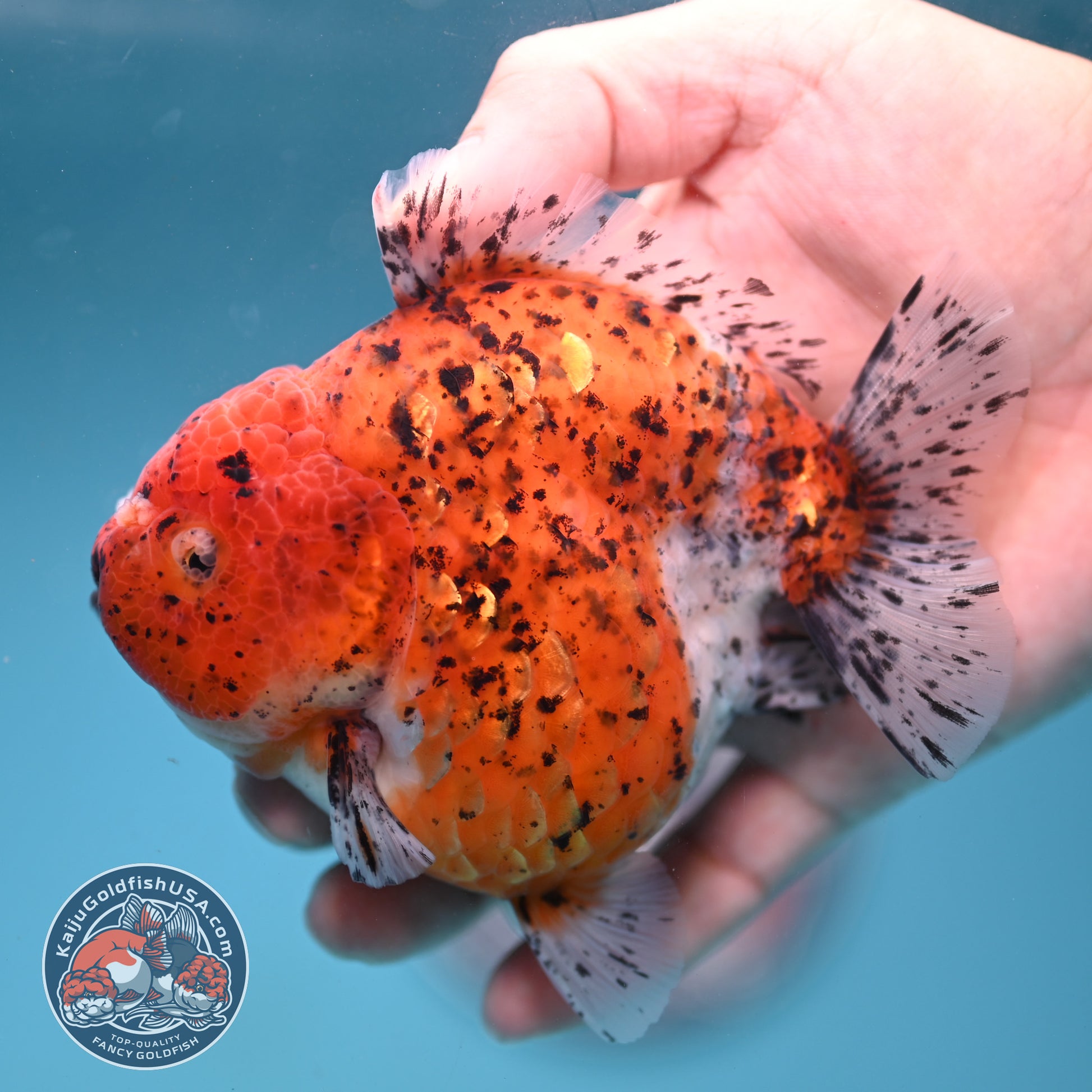 AAA Grade Shogun Tiger Oranda 4 inch Body (260123_OR12)
