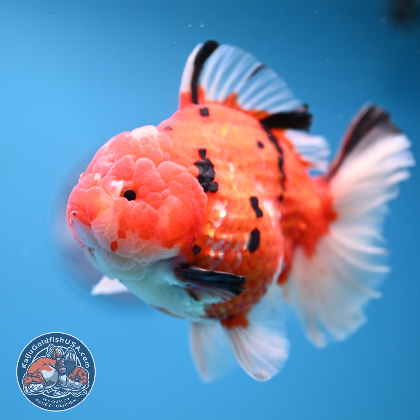 AAA Grade Tricolor Rosetail Sakura Tiger Oranda 4.5 inch Body (251031_OR22)