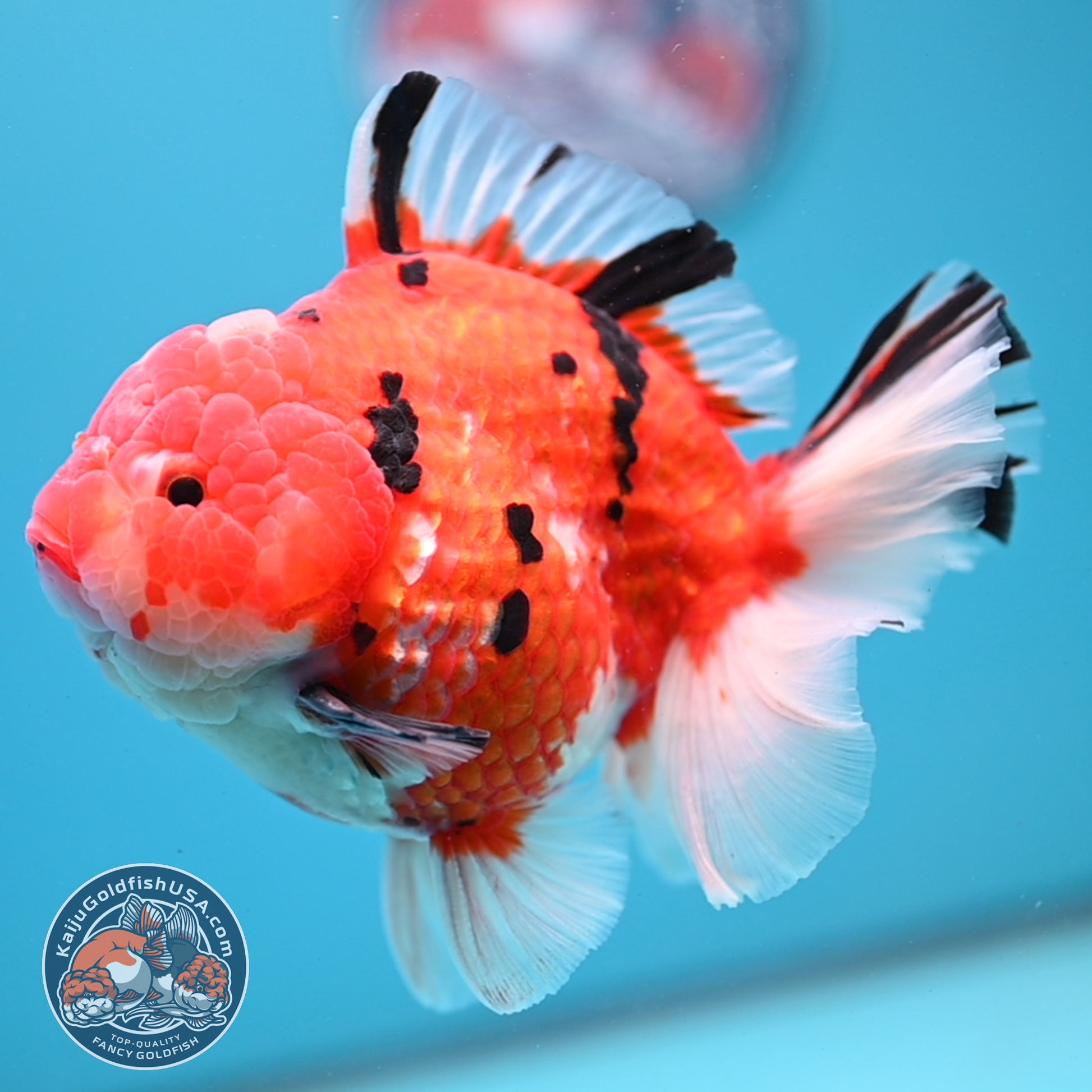 AAA Grade Tricolor Rosetail Sakura Tiger Oranda 4.5 inch Body (251031_OR22)