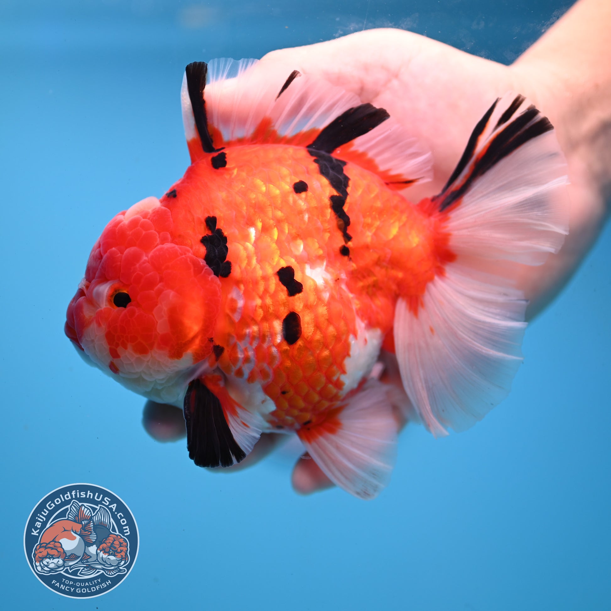 AAA Grade Tricolor Rosetail Sakura Tiger Oranda 4.5 inch Body (251031_OR22)