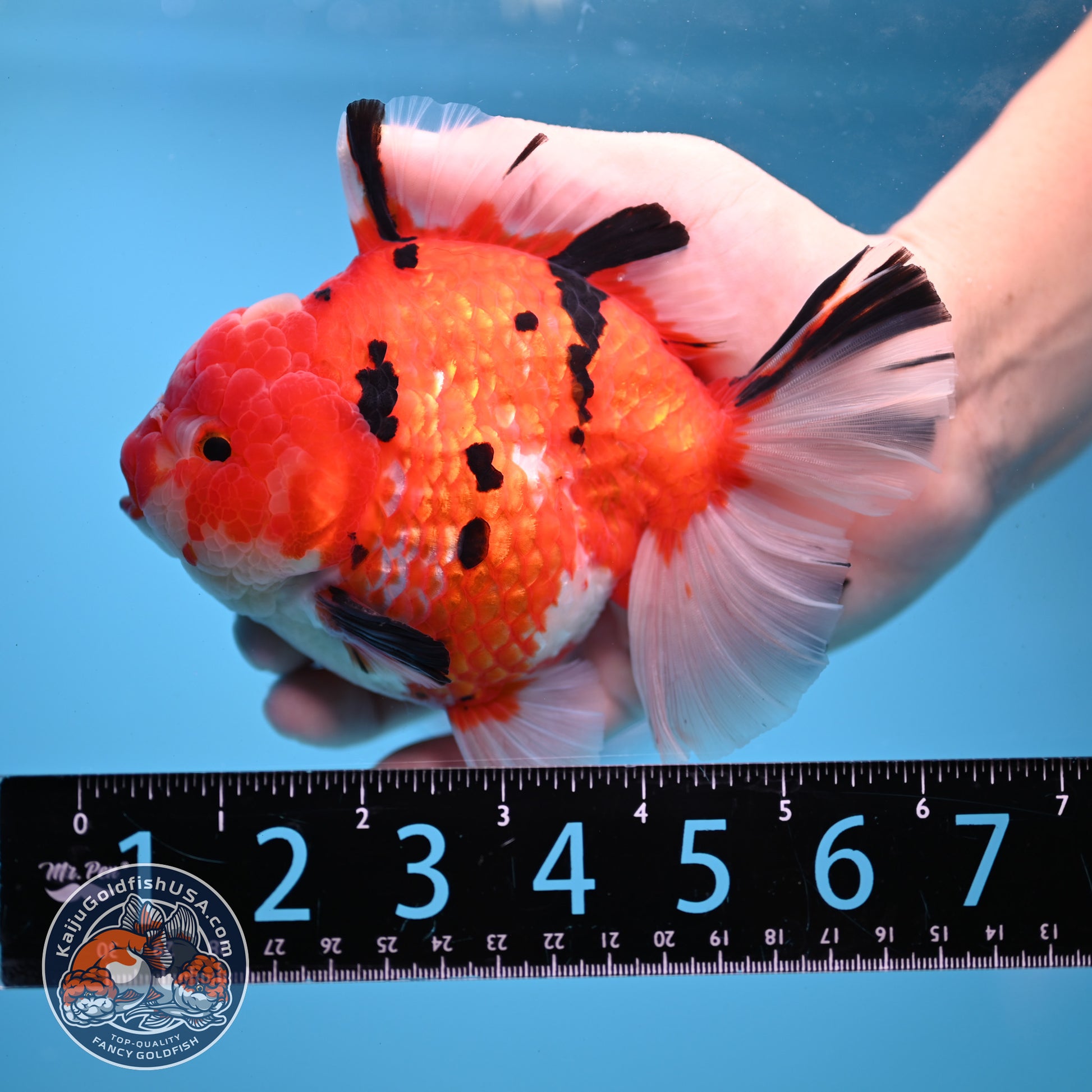 AAA Grade Tricolor Rosetail Sakura Tiger Oranda 4.5 inch Body (251031_OR22)