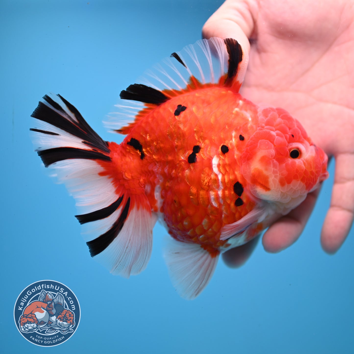 AAA Grade Tricolor Rosetail Sakura Tiger Oranda 4.5 inch Body (251031_OR22)
