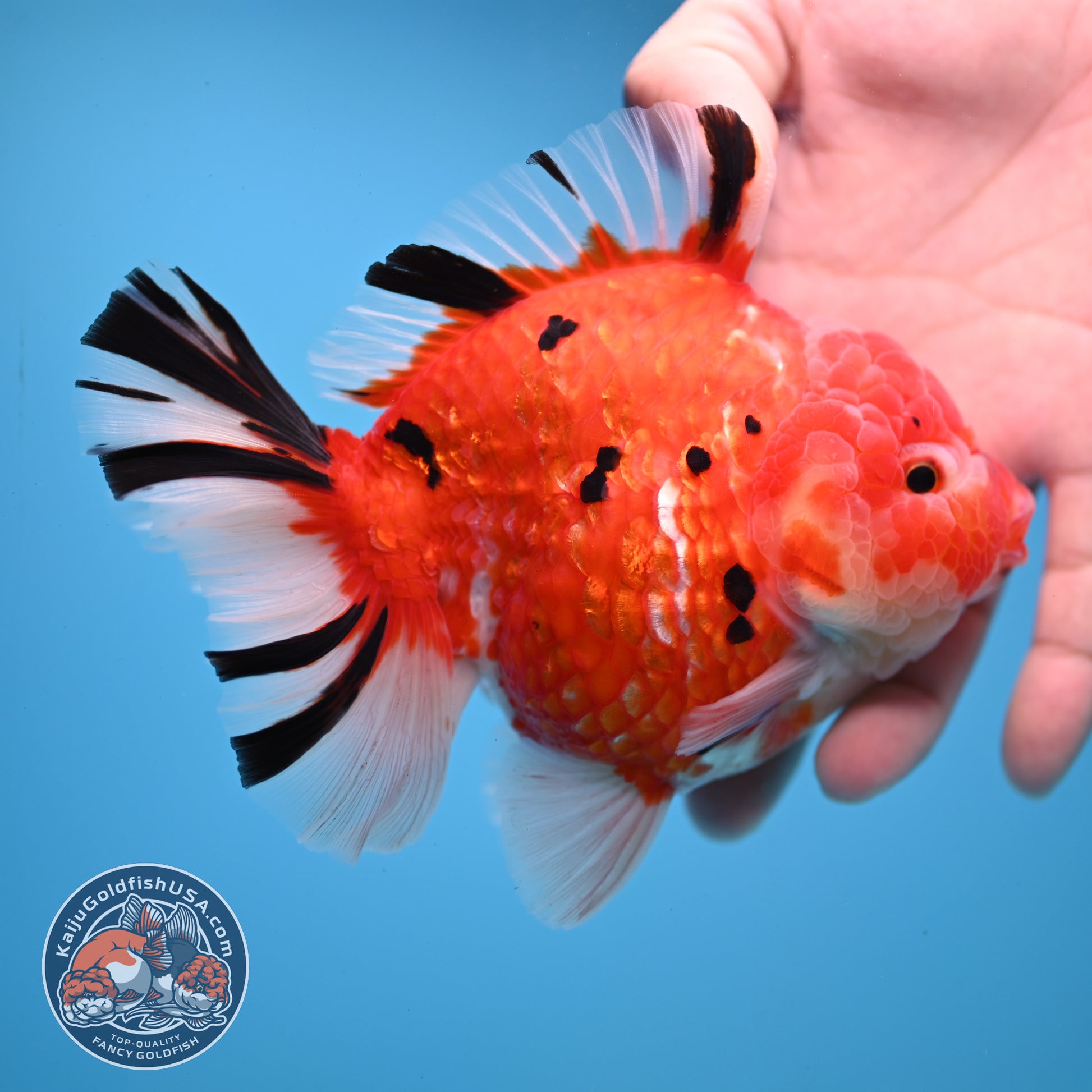 AAA Grade Tricolor Rosetail Sakura Tiger Oranda 4.5 inch Body (251031_OR22)