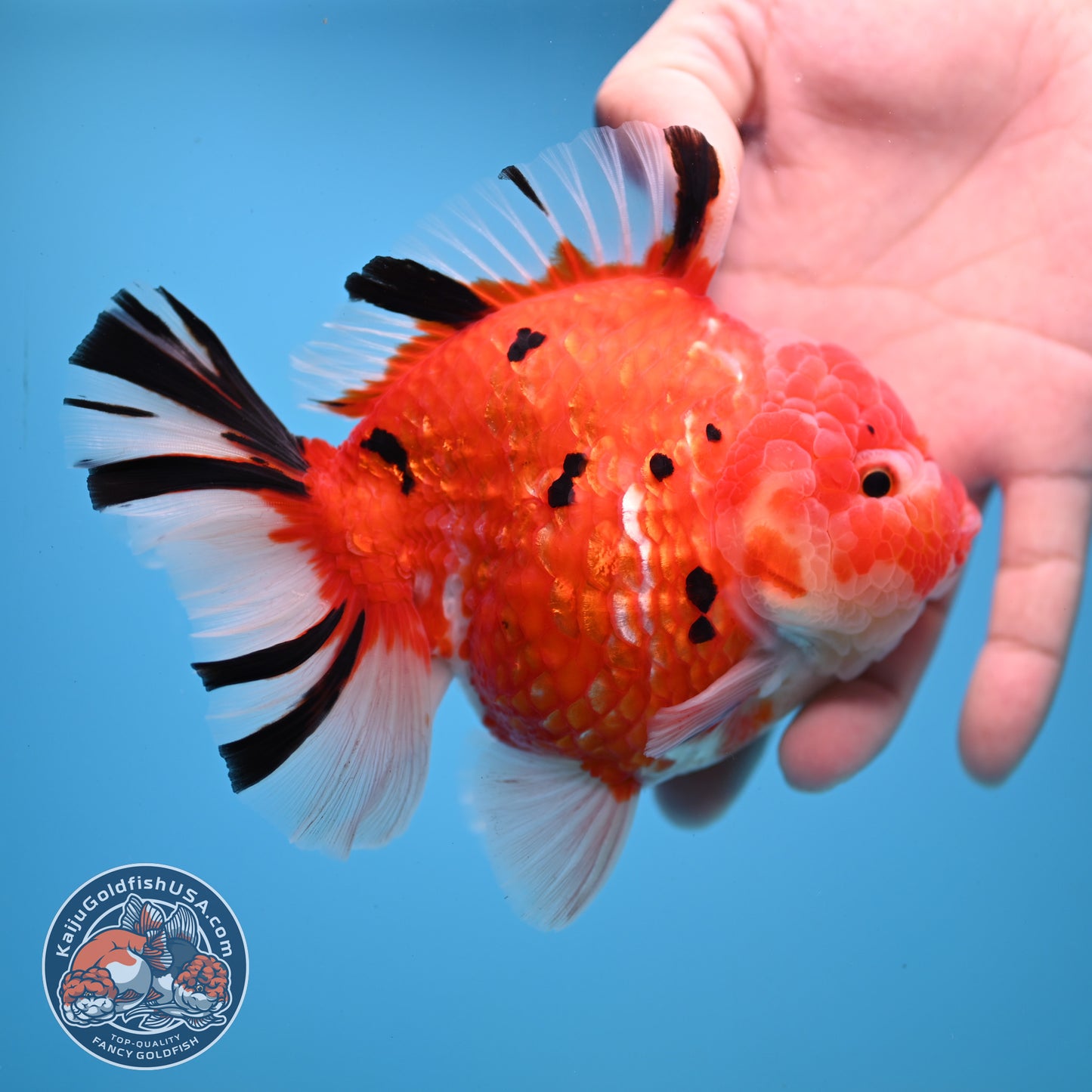AAA Grade Tricolor Rosetail Sakura Tiger Oranda 4.5 inch Body (251031_OR22)
