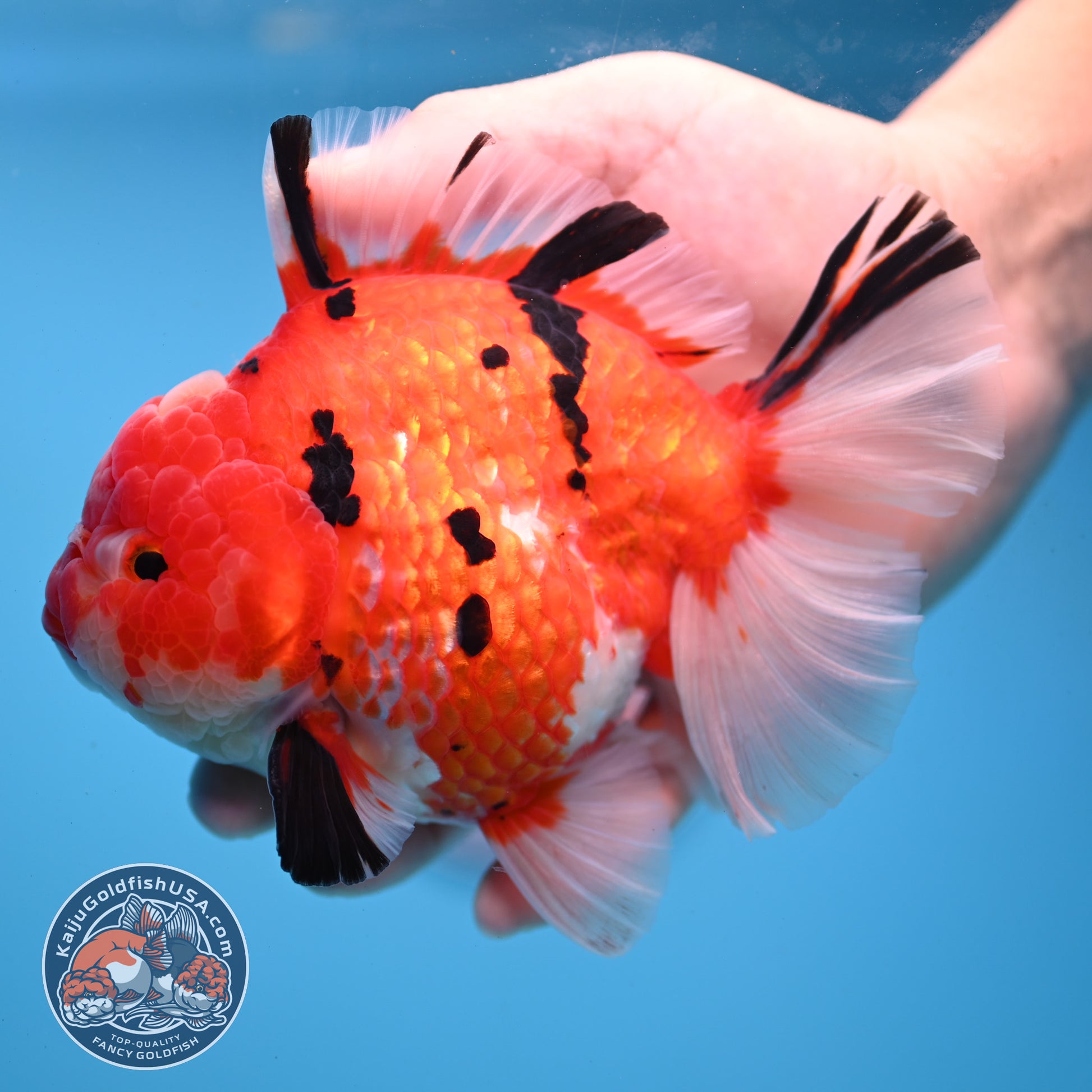 AAA Grade Tricolor Rosetail Sakura Tiger Oranda 4.5 inch Body (251031_OR22)
