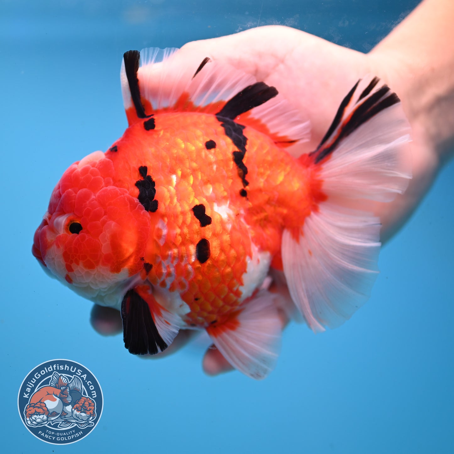 AAA Grade Tricolor Rosetail Sakura Tiger Oranda 4.5 inch Body (251031_OR22)