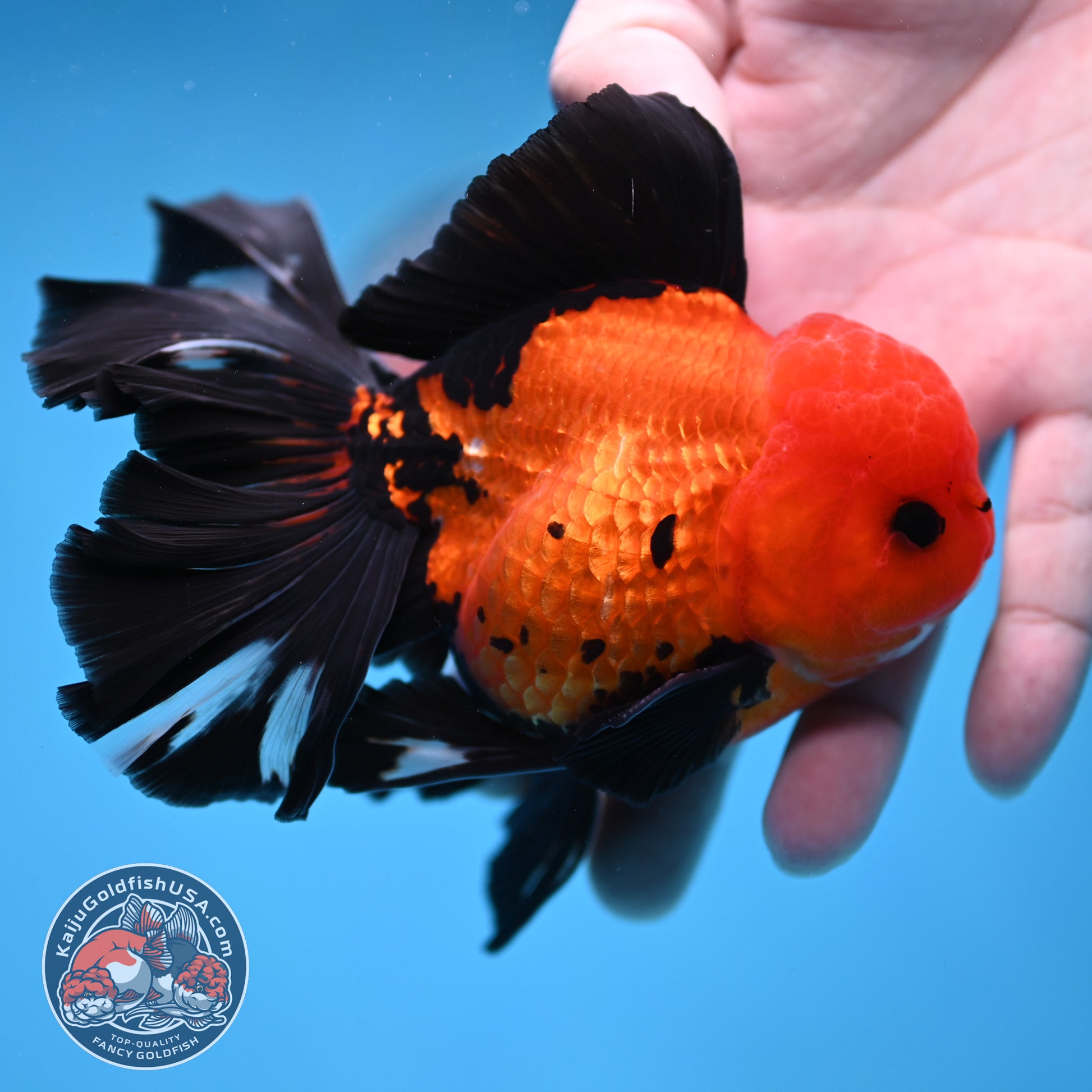 Apache Butterfly Tail Oranda 4 inch Body (260220_OR04)