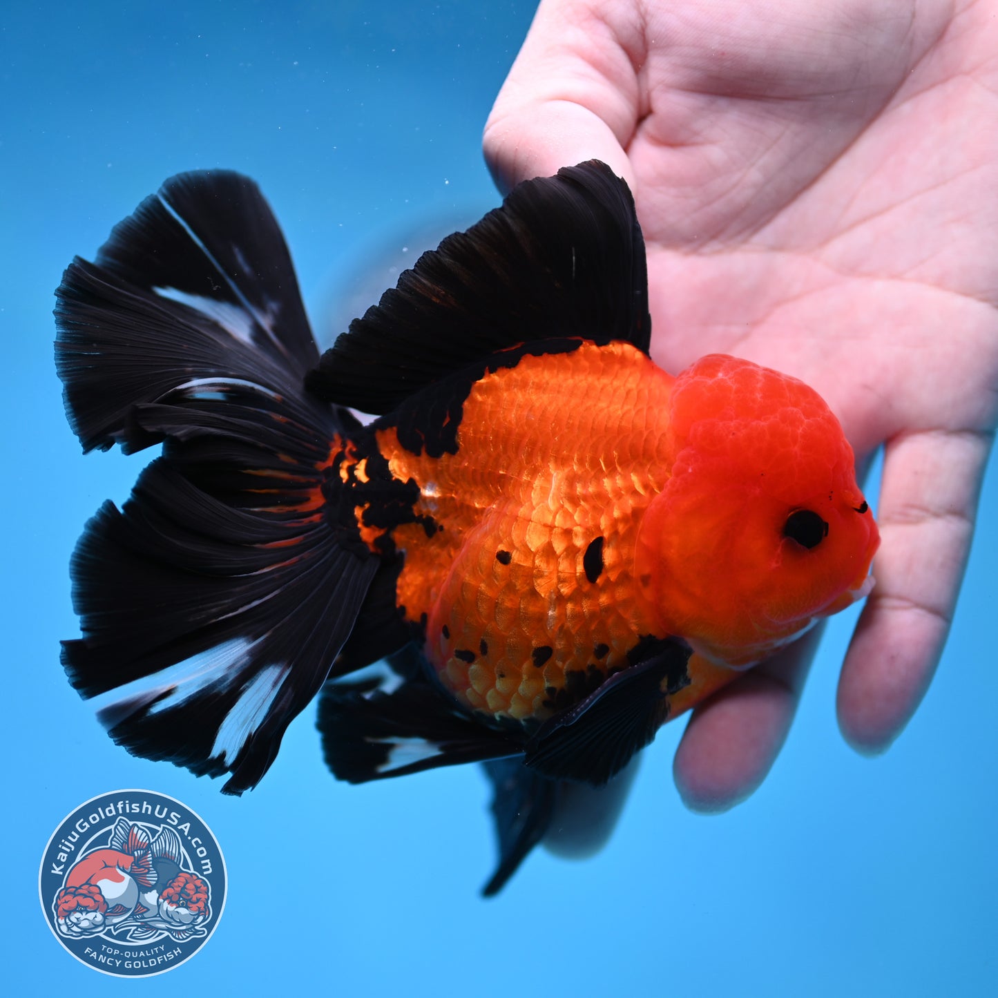 Apache Butterfly Tail Oranda 4 inch Body (260220_OR04)