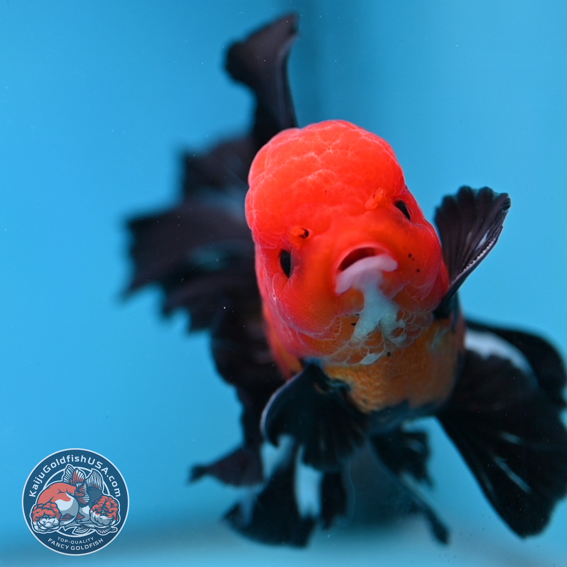 Apache Butterfly Tail Oranda 4 inch Body (260220_OR04)