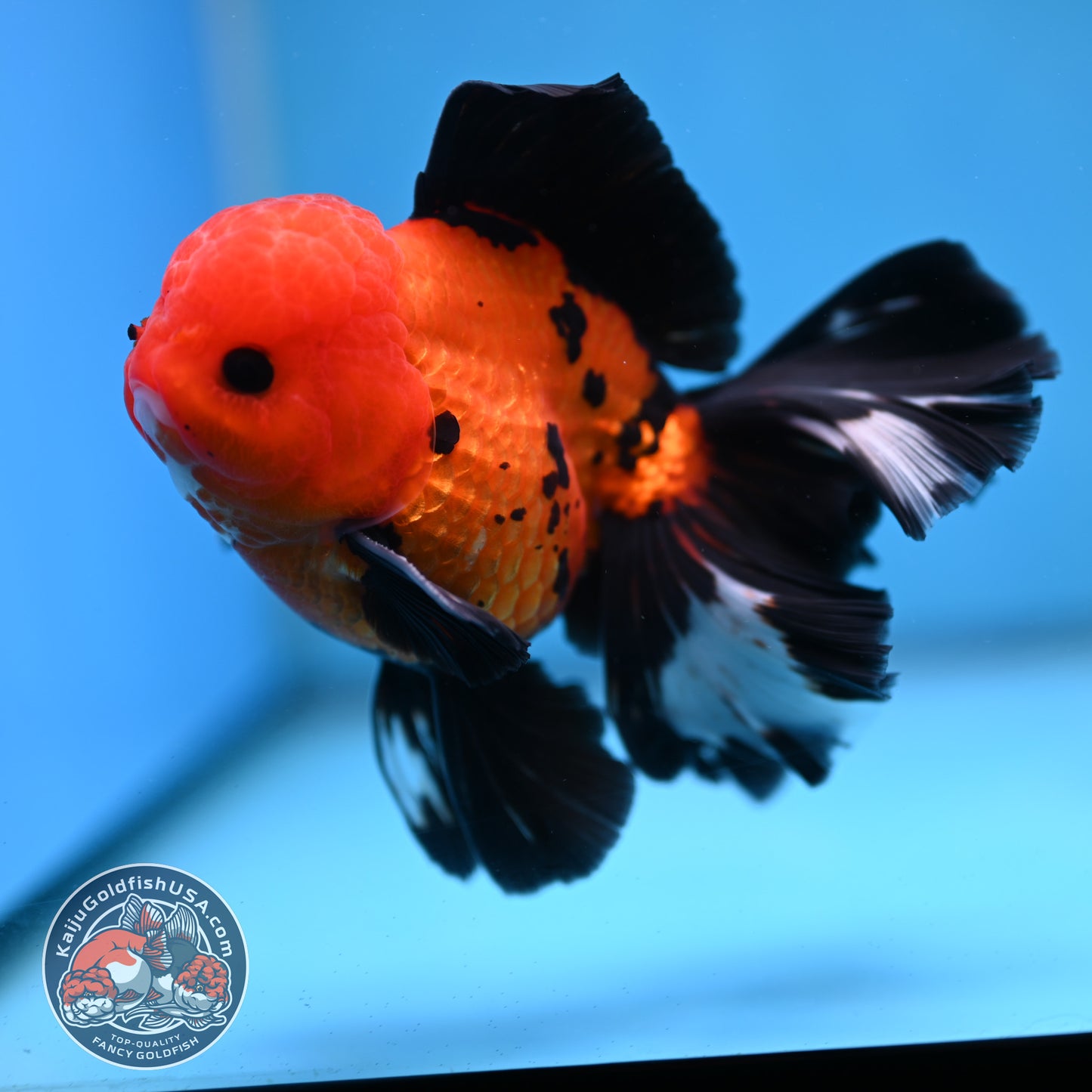 Apache Butterfly Tail Oranda 4 inch Body (260220_OR04)