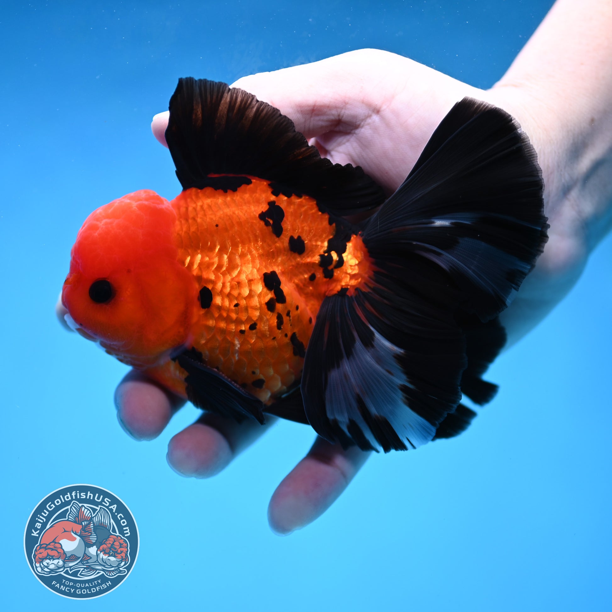 Apache Butterfly Tail Oranda 4 inch Body (260220_OR04)