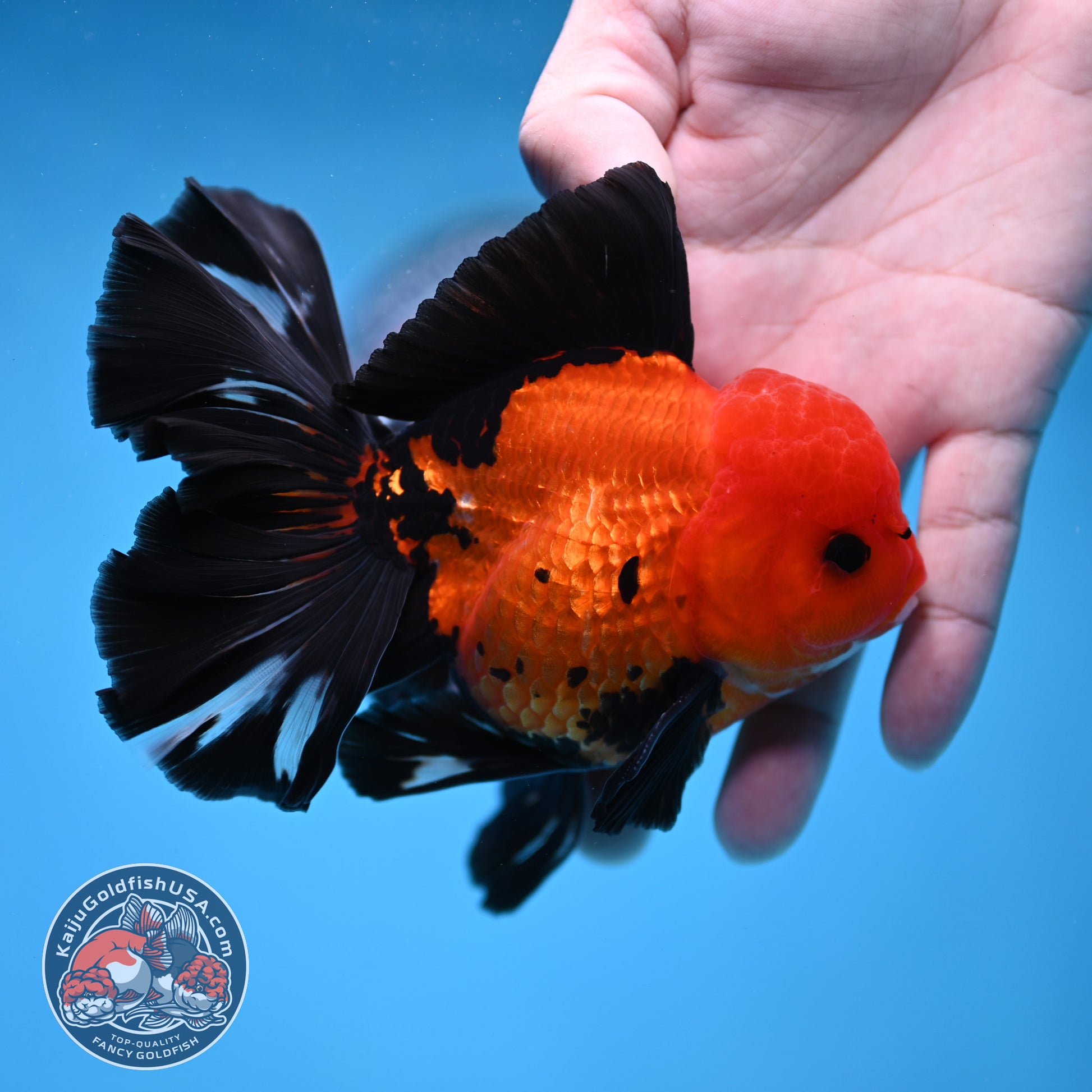 Apache Butterfly Tail Oranda 4 inch Body (260220_OR04)