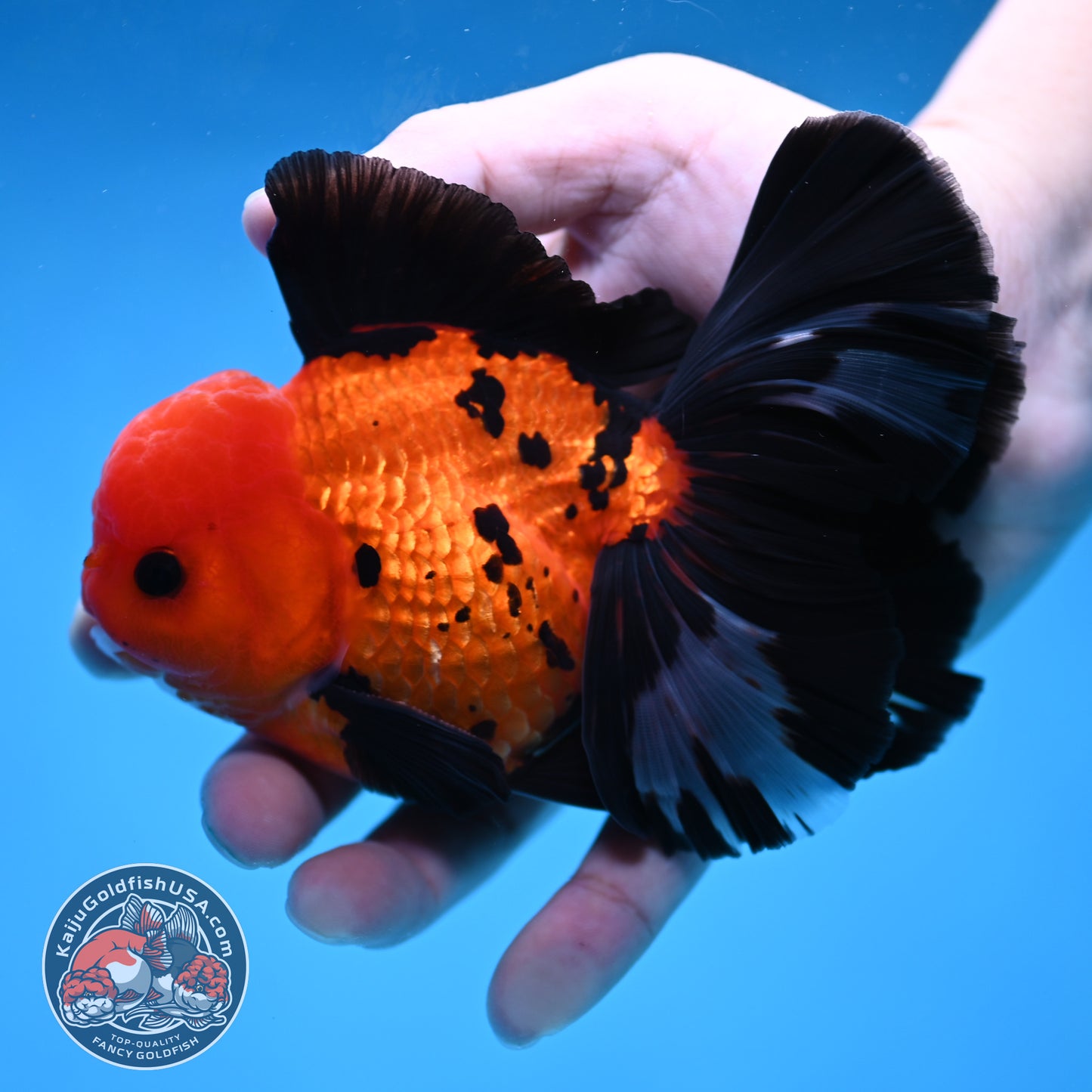Apache Butterfly Tail Oranda 4 inch Body (260220_OR04)