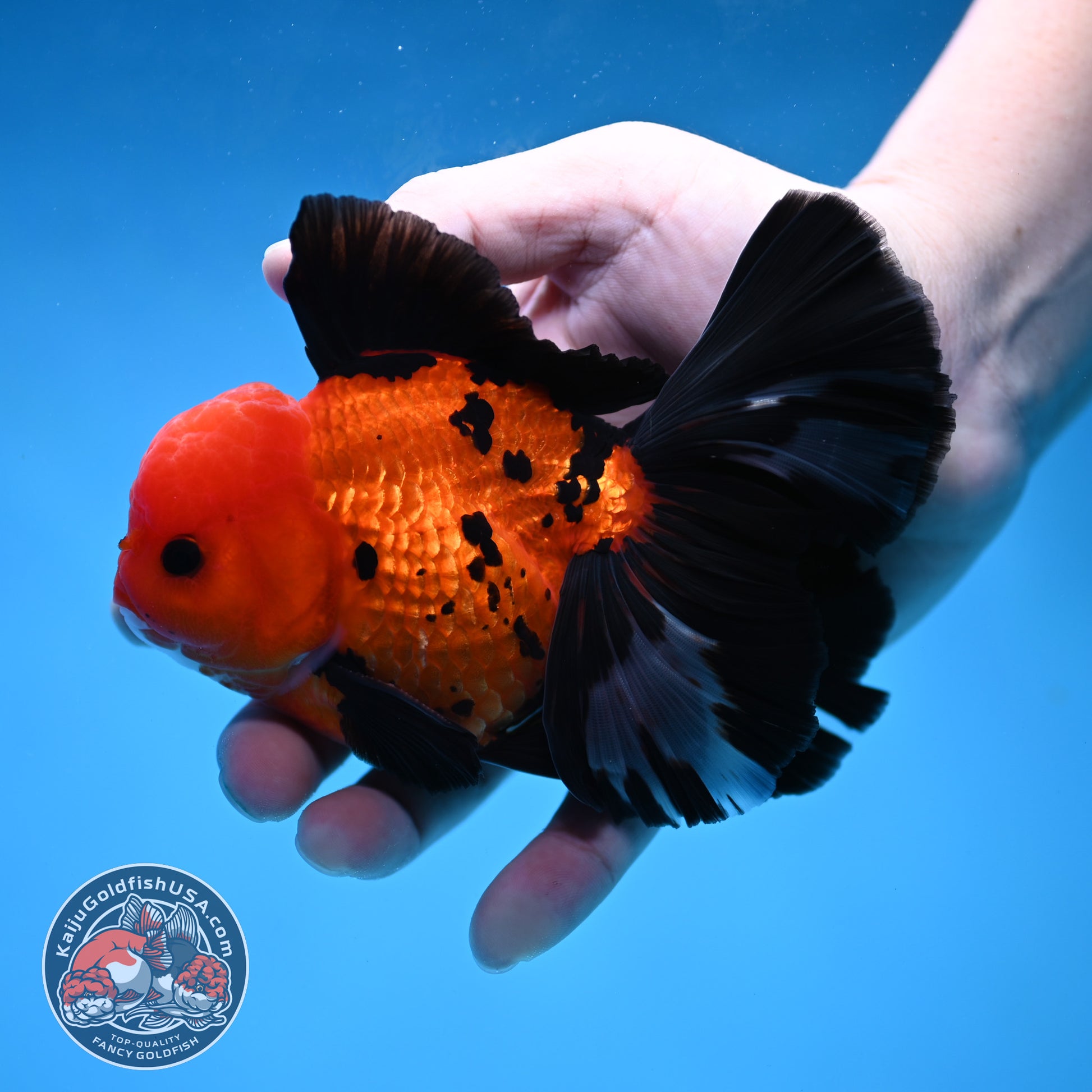 Apache Butterfly Tail Oranda 4 inch Body (260220_OR04)