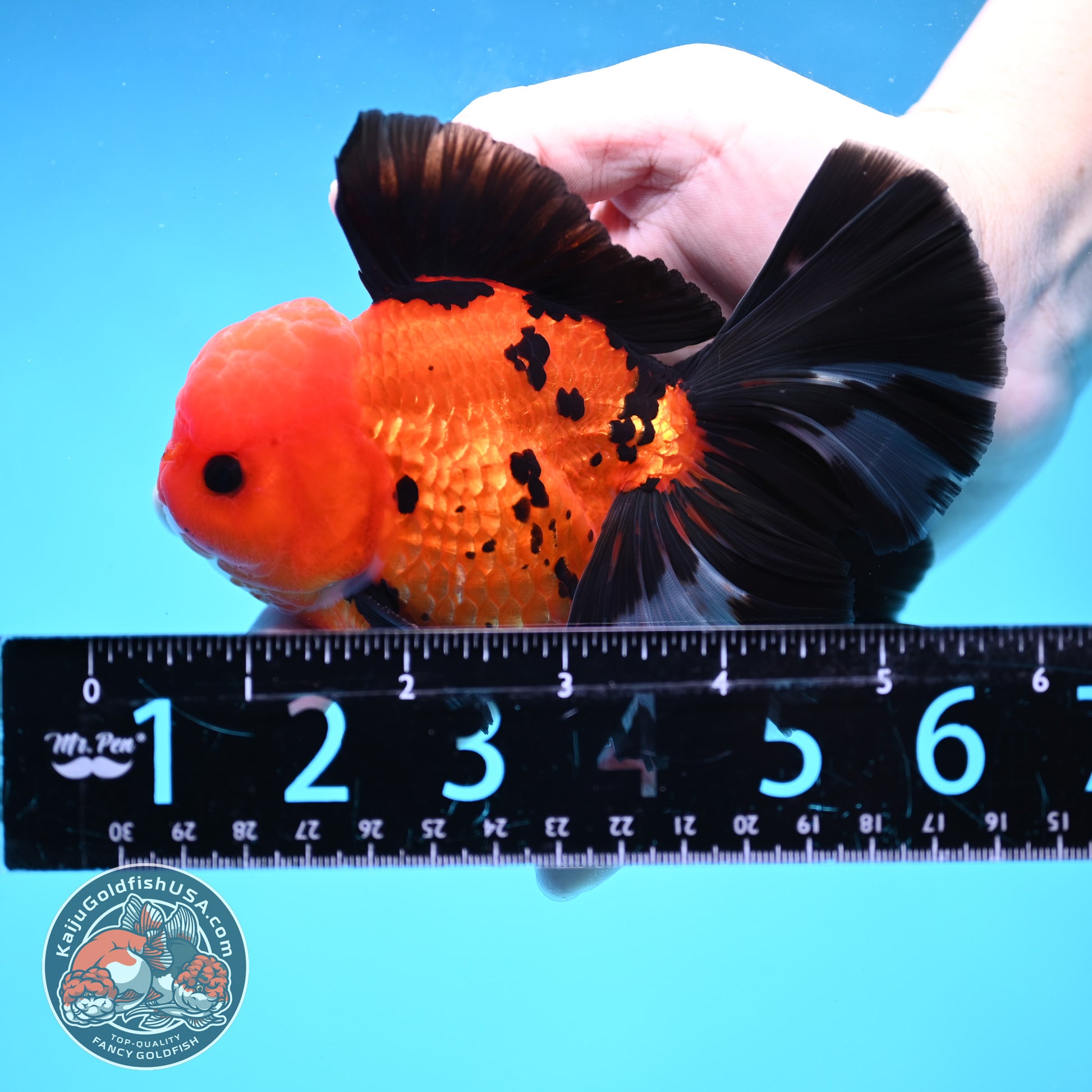 Apache Butterfly Tail Oranda 4 inch Body (260220_OR04)