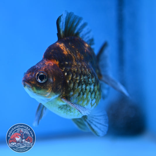 Apache Kirin Ryukin 3.5 inch Body (260213_RY01)