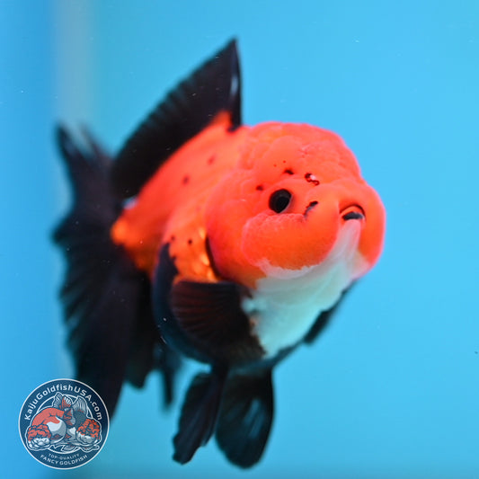 Apache Oranda 3 inch Body (260109_OR06)
