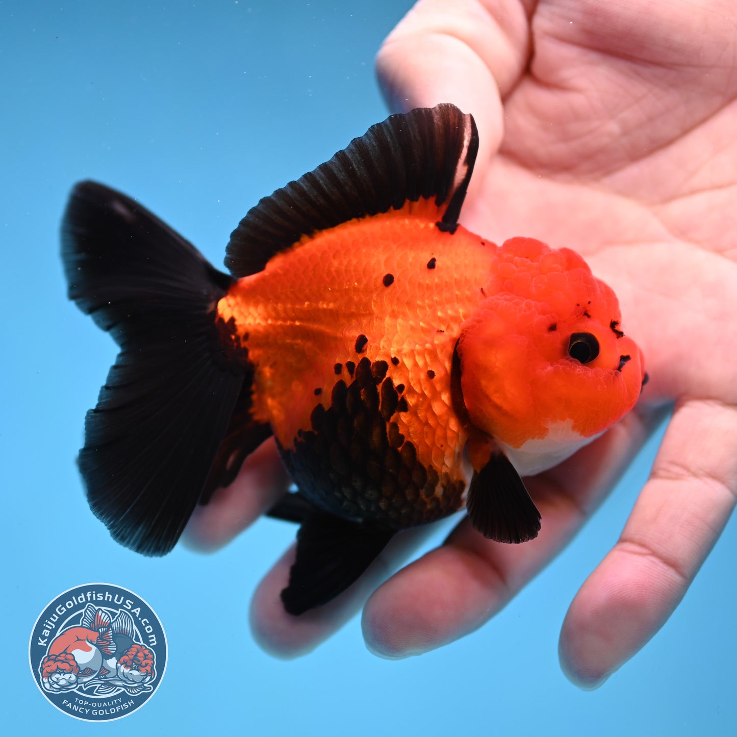 Apache Oranda 3 inch Body (260109_OR06)