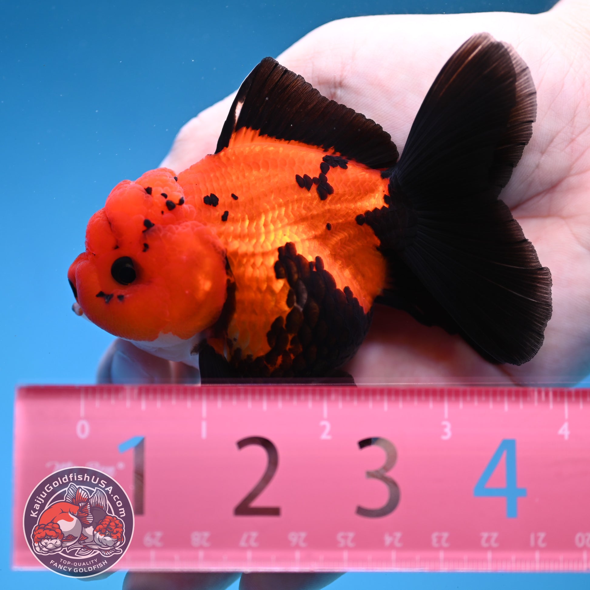 Apache Oranda 3 inch Body (260109_OR06)