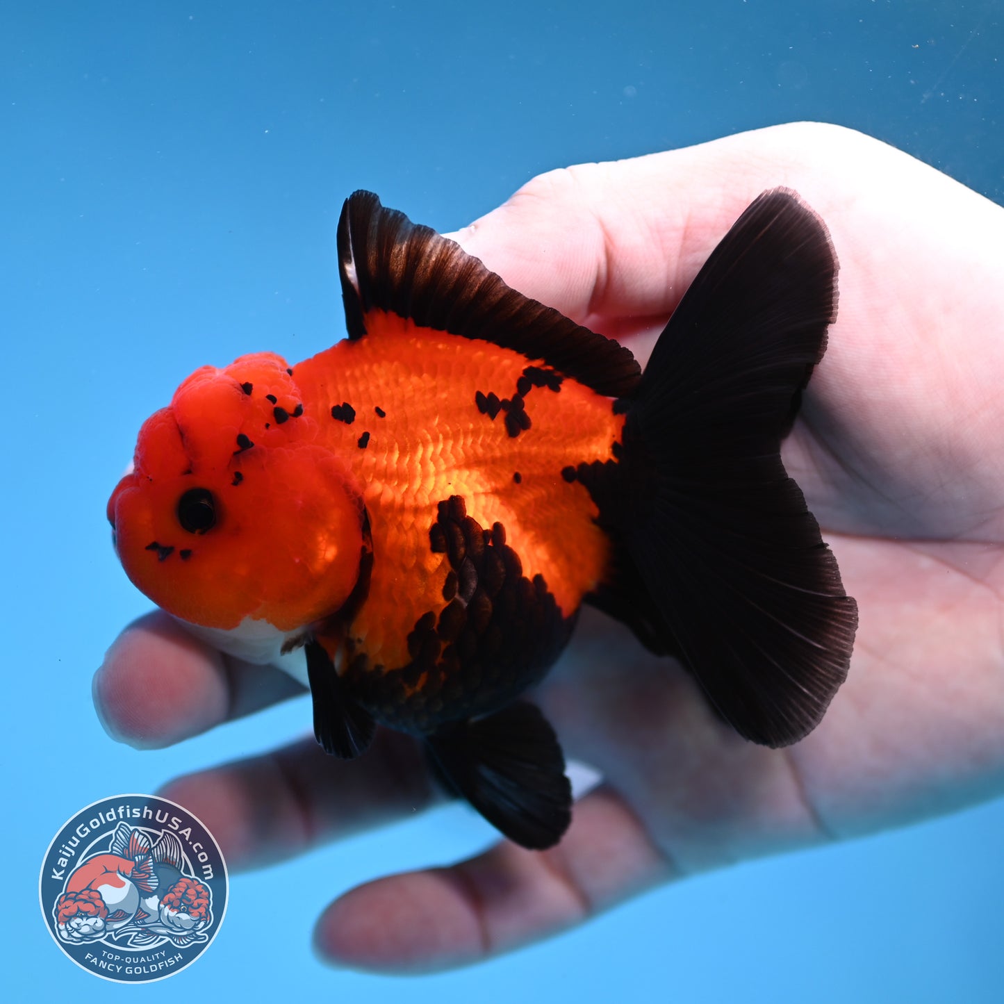 Apache Oranda 3 inch Body (260109_OR06)
