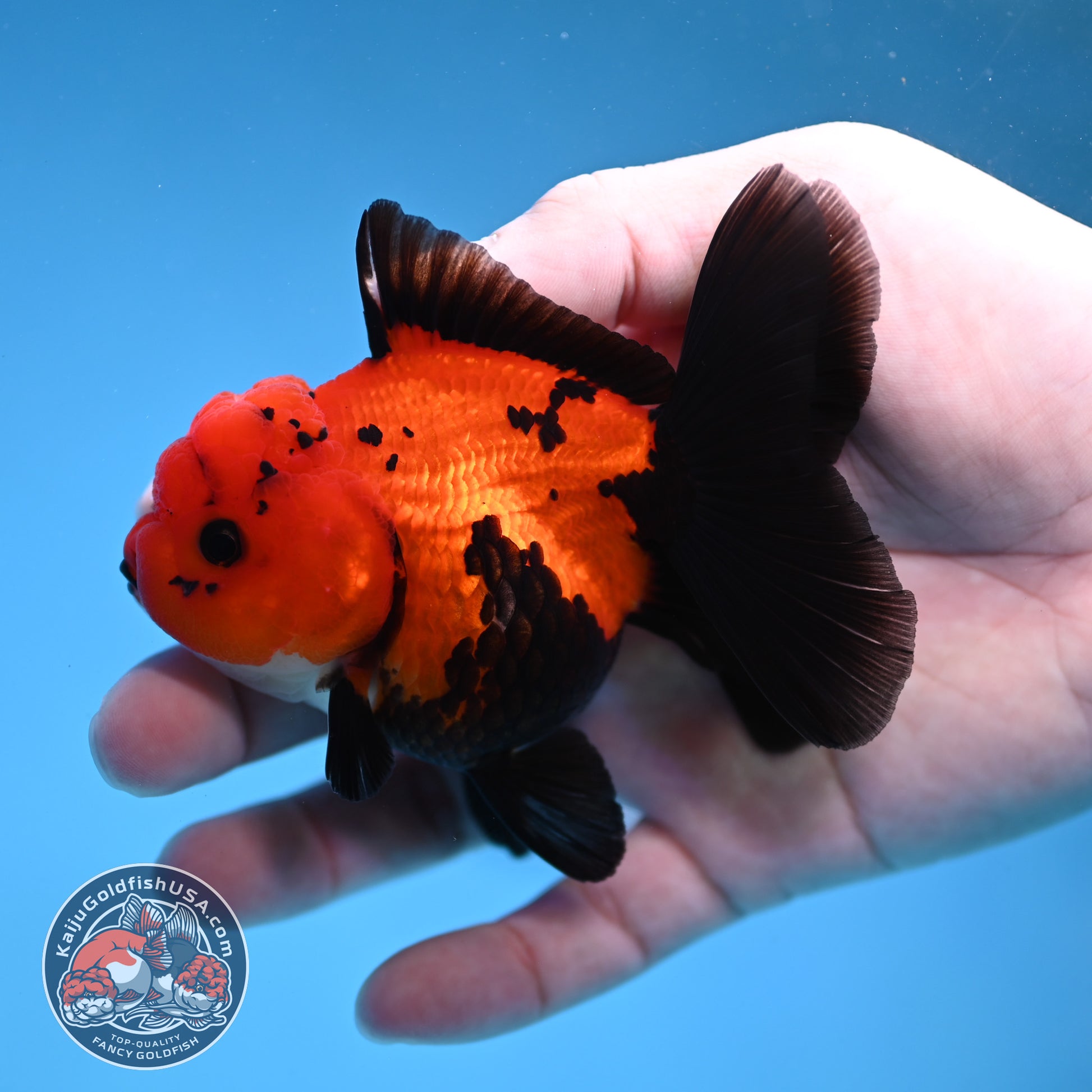 Apache Oranda 3 inch Body (260109_OR06)