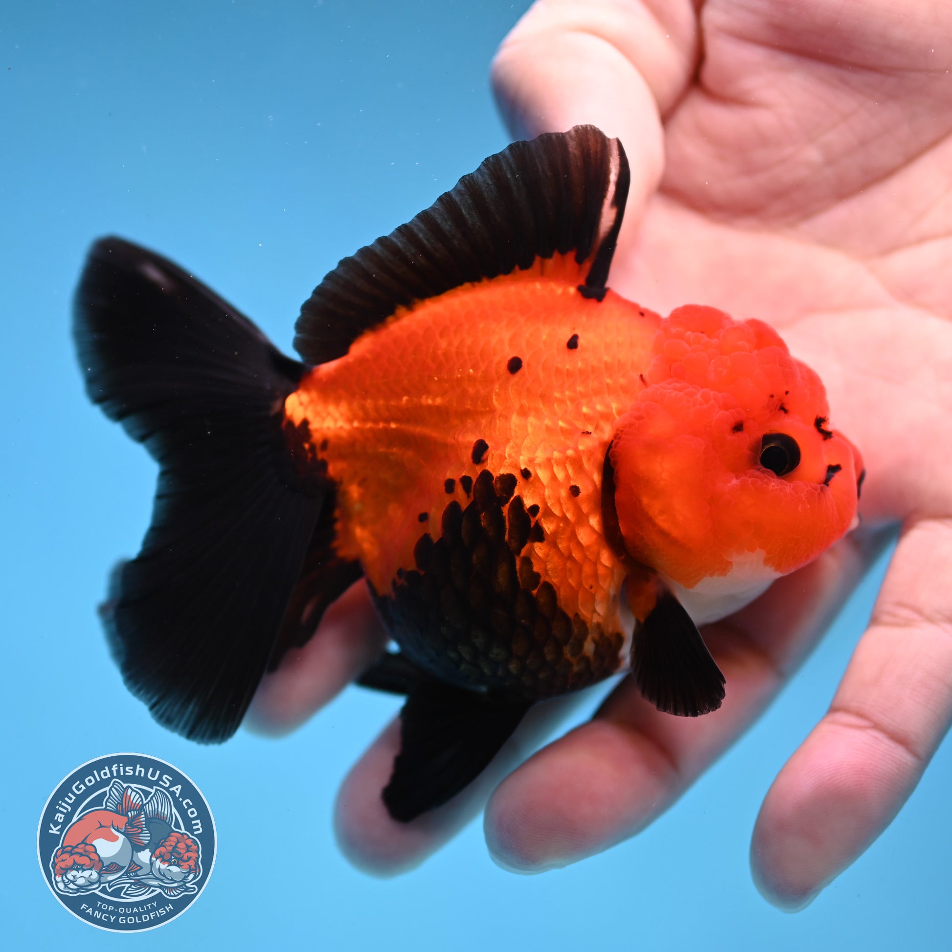 Apache Oranda 3 inch Body (260109_OR06)