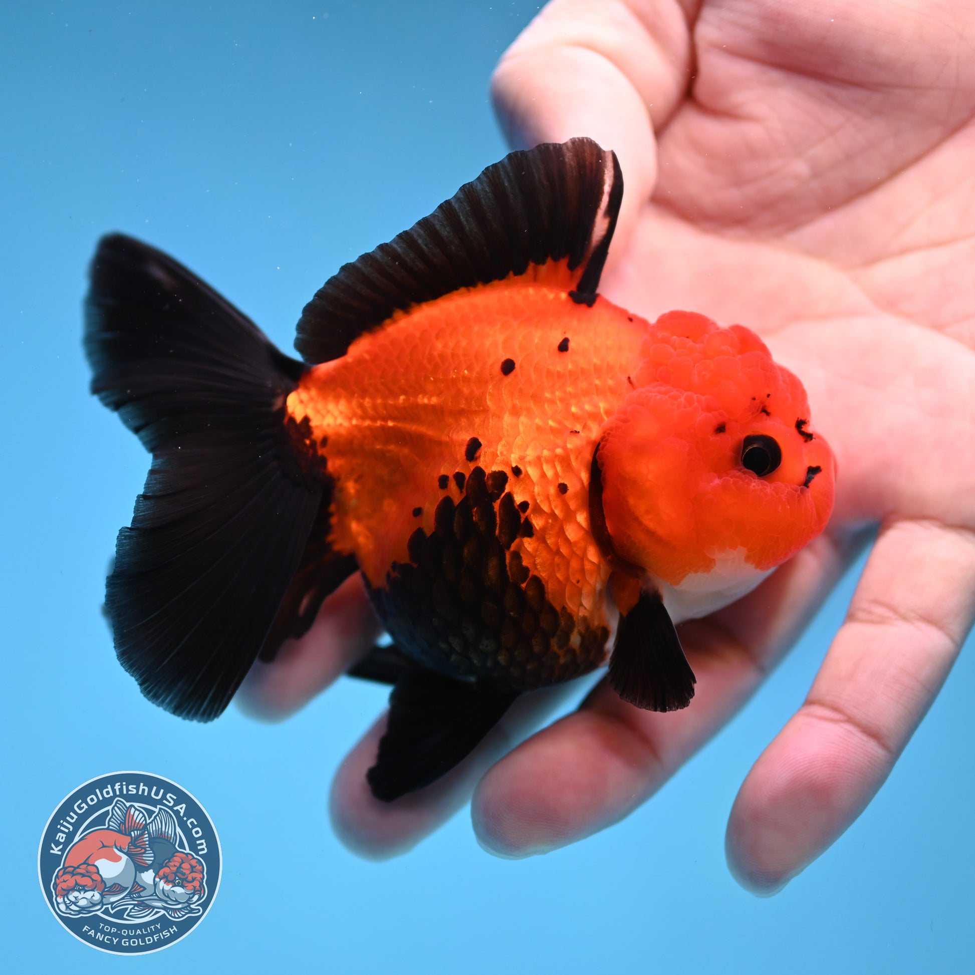 Apache Oranda 3 inch Body (260109_OR06)