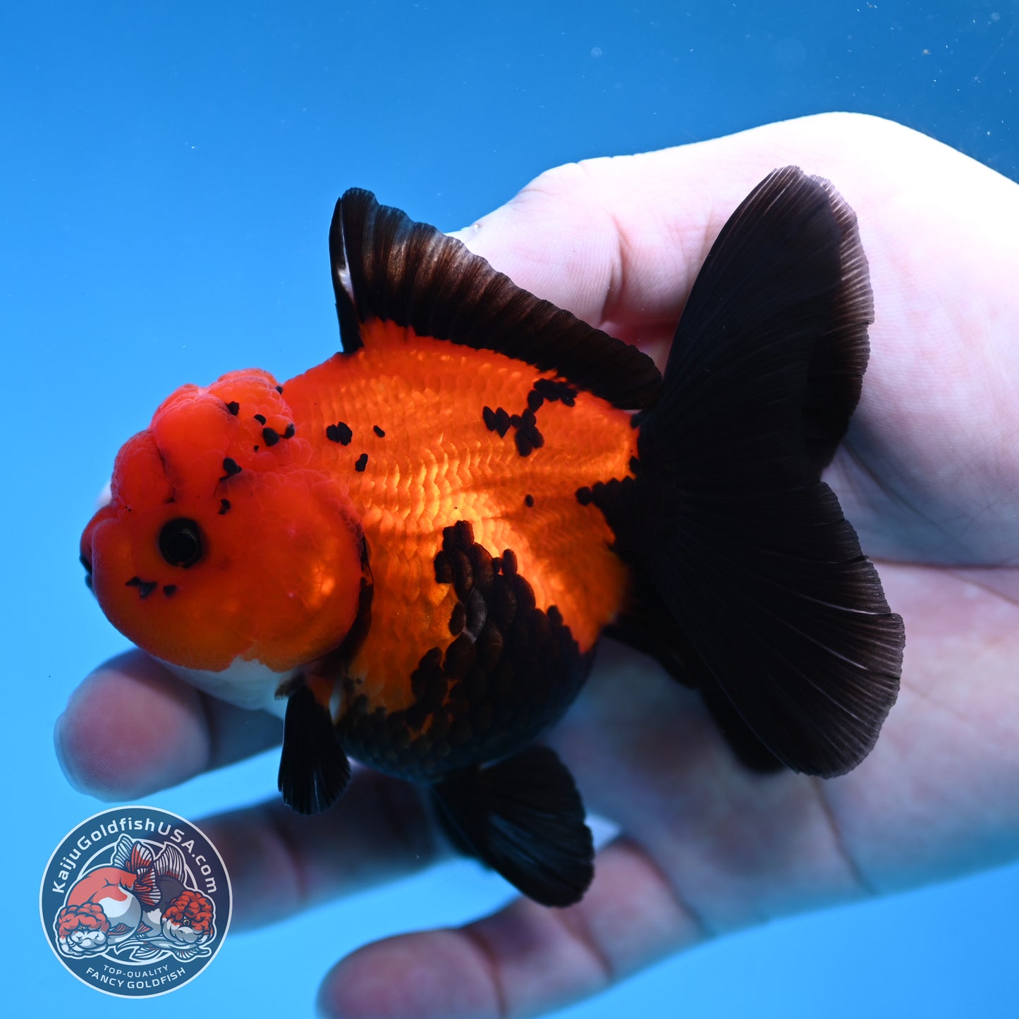 Apache Oranda 3 inch Body (260109_OR06)