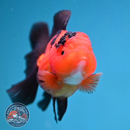 Apache Oranda 3 inch Body (260130_OR06)