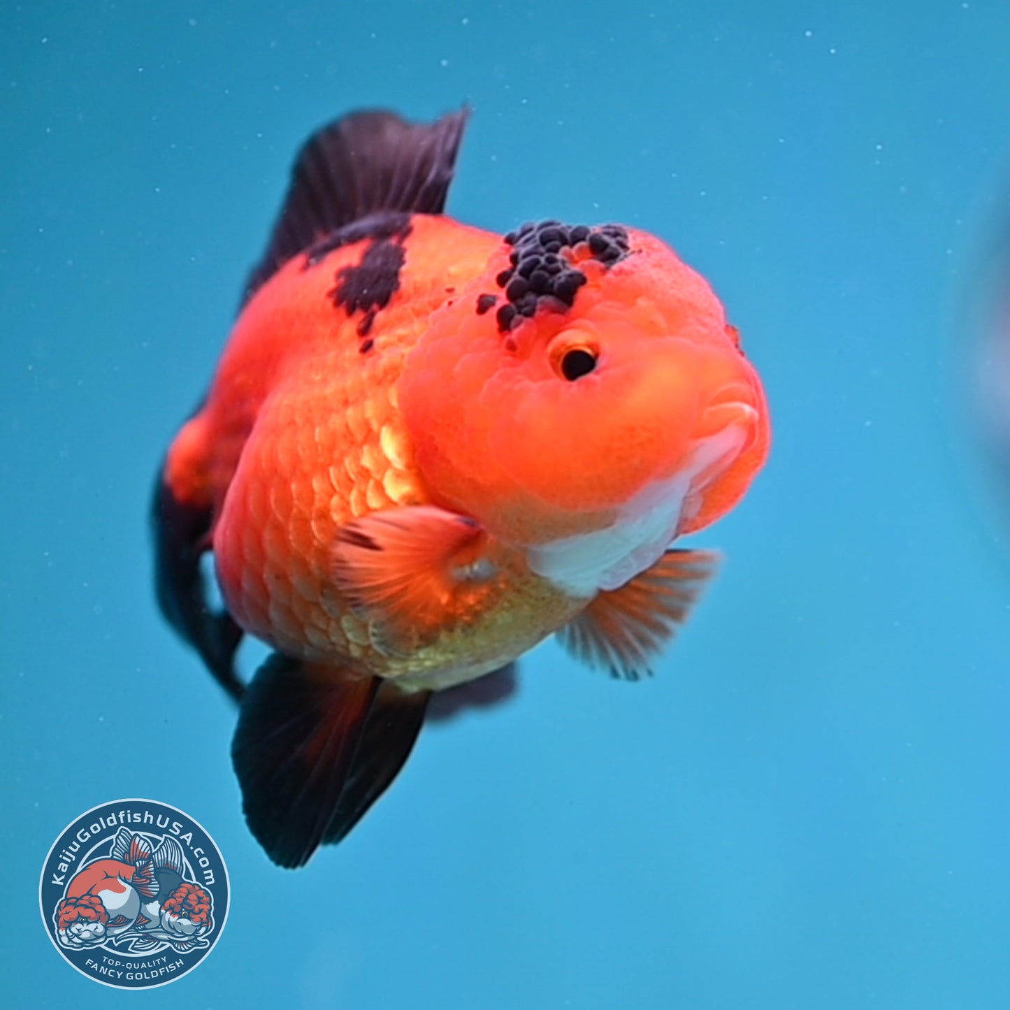 Apache Oranda 3 inch Body (260130_OR06)