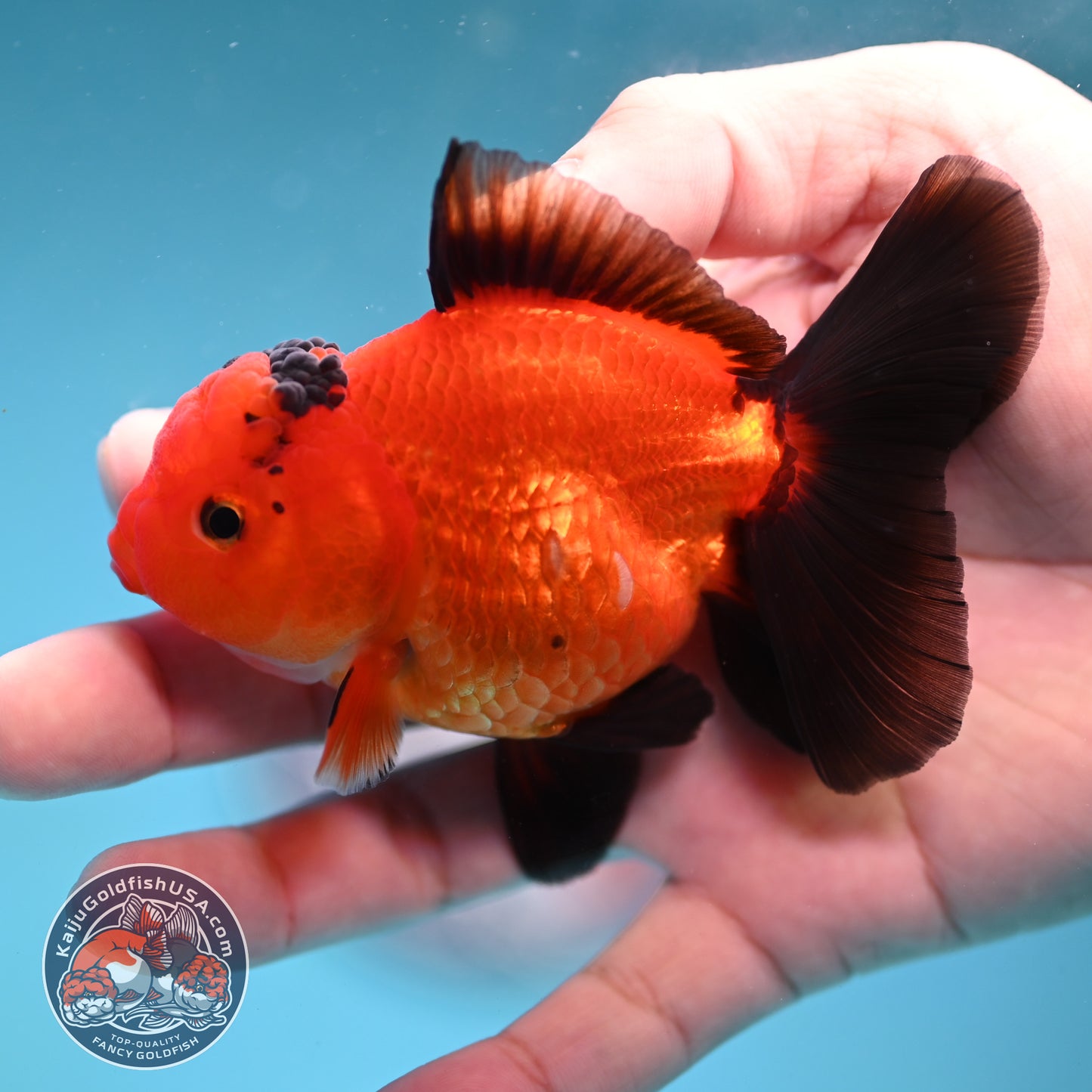 Apache Oranda 3 inch Body (260130_OR06)