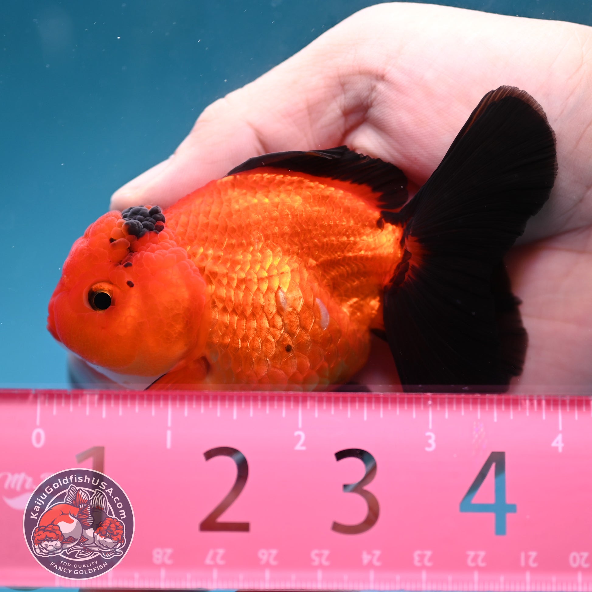 Apache Oranda 3 inch Body (260130_OR06)